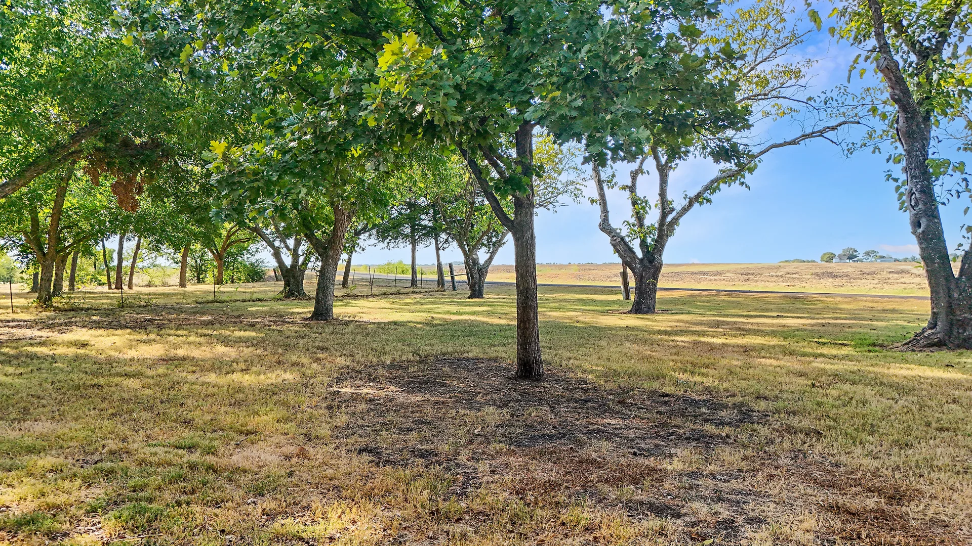 Pasture with mature trees and native grasses on the acreage