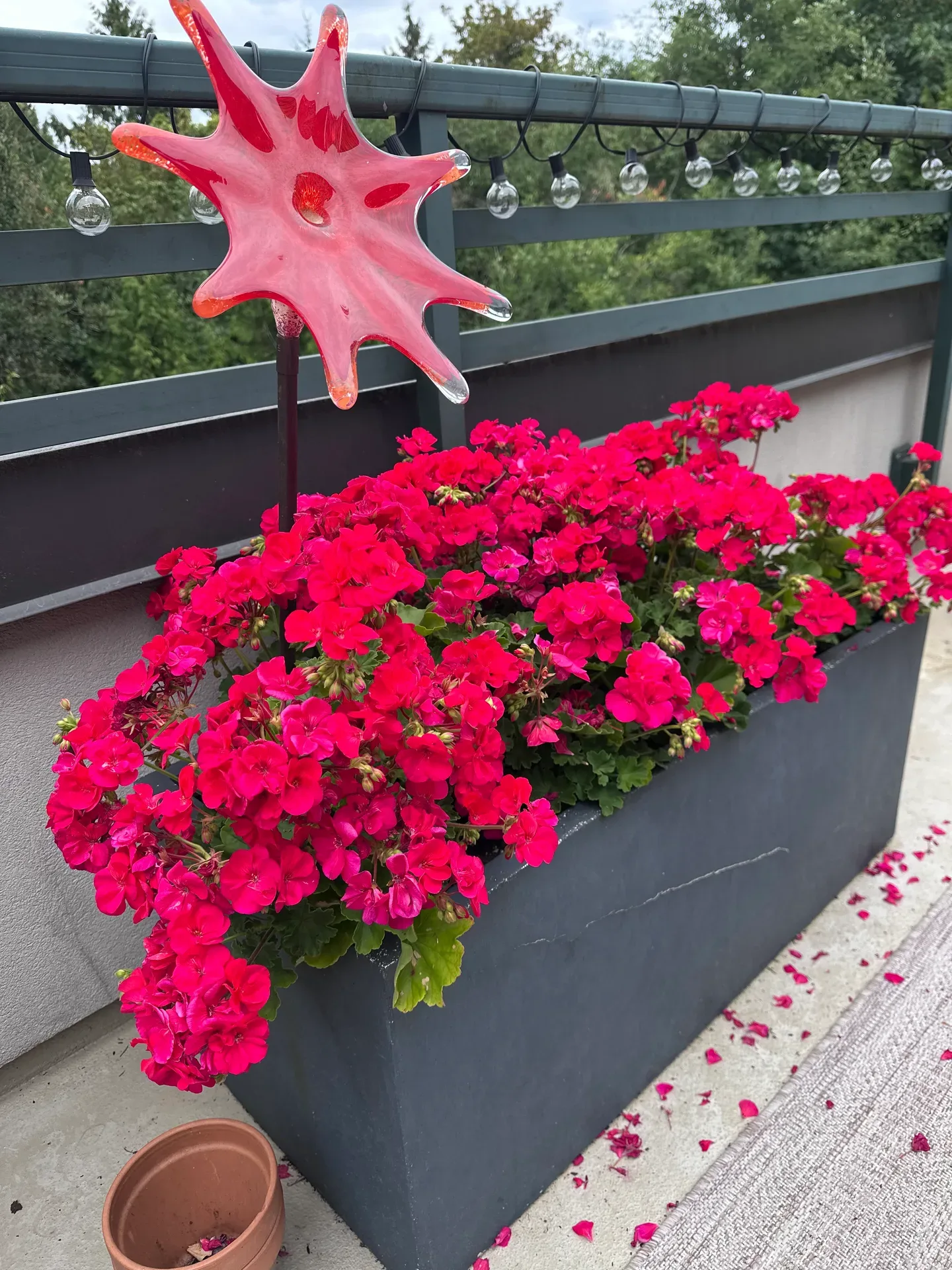 A long dark rectangular planter filled with vivid red geraniums on a balcony railing with string lights