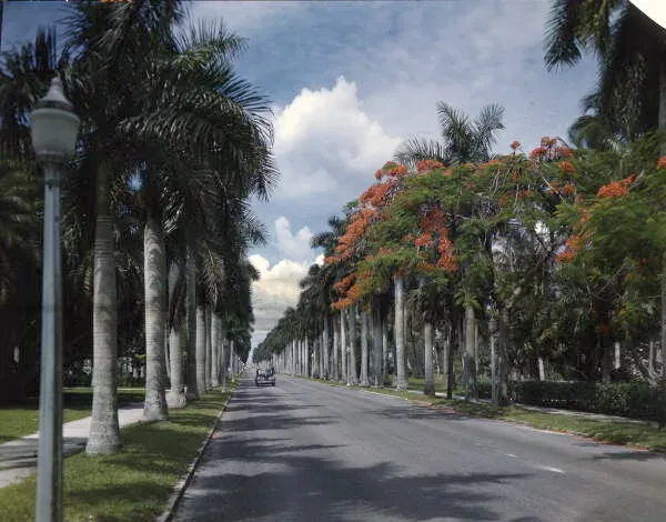 Residential street in Fort Myers lined with palms and orange-blossom trees