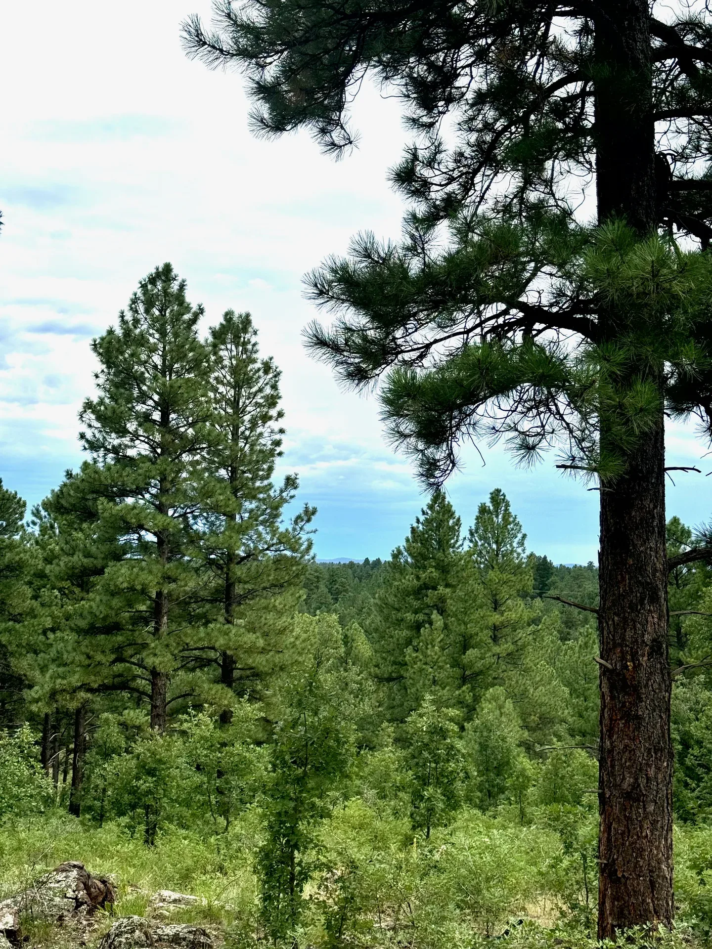 Ponderosa pine forest seen from an elevated ridge above Pine Valley