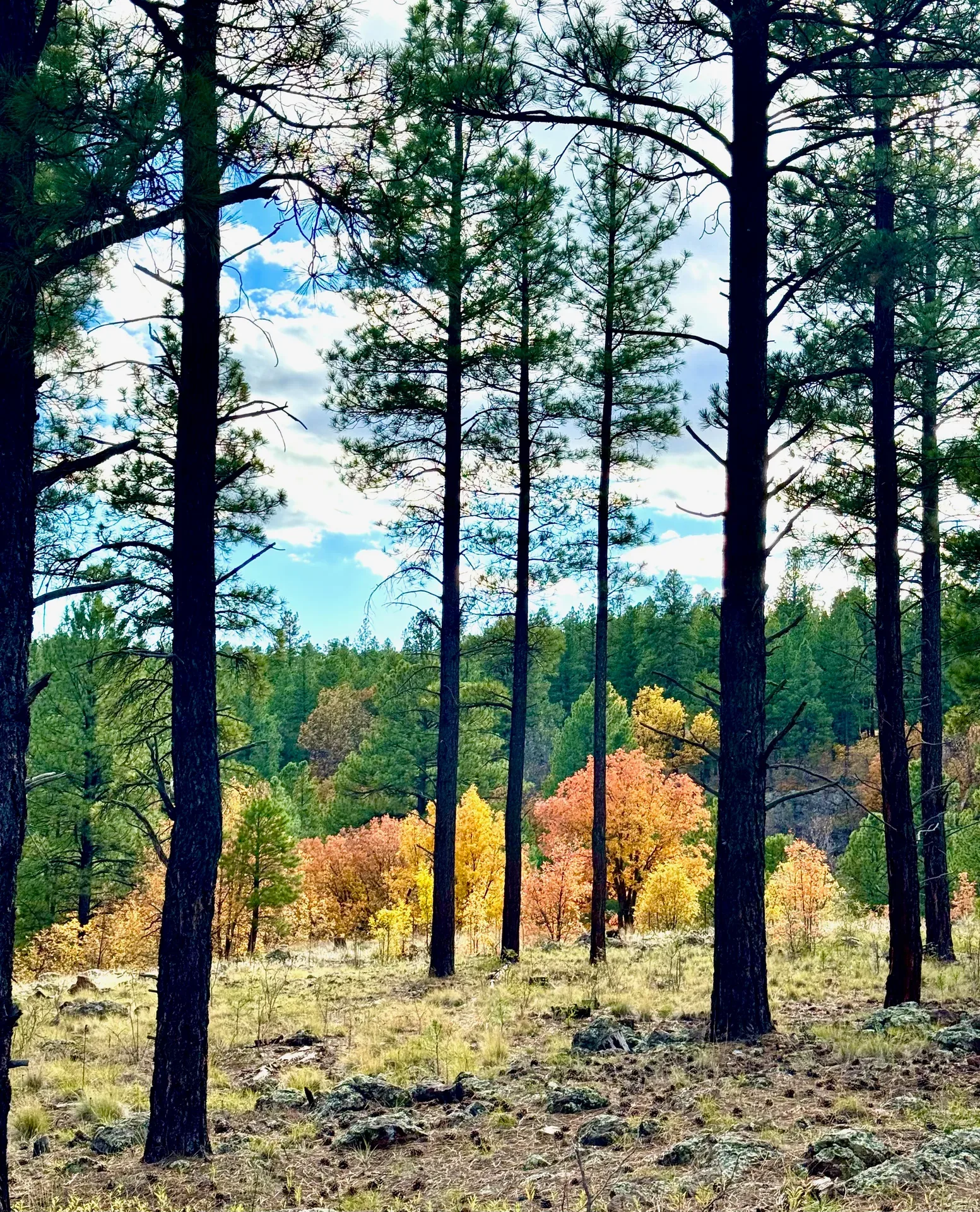 Gold and amber autumn color among the pines under a bright sky