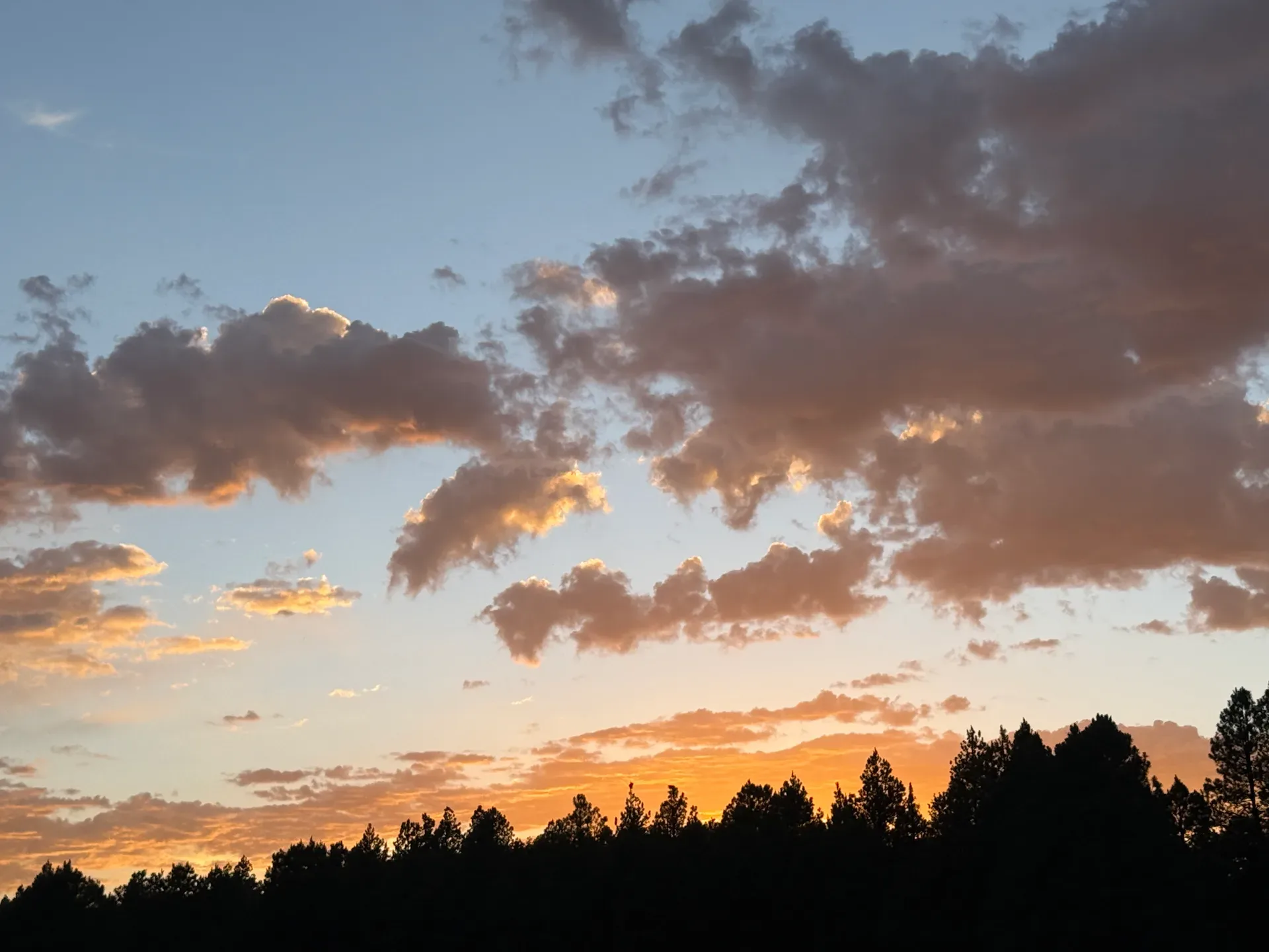 Silhouetted pine treetops against a vivid dusk sky