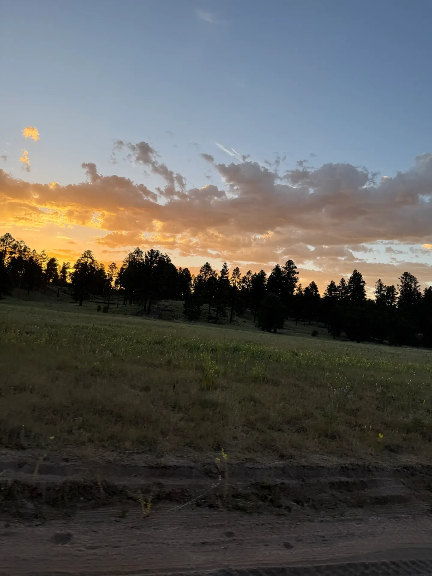 Grassy meadow and ponderosa pines at golden hour, the long view across Pine Valley
