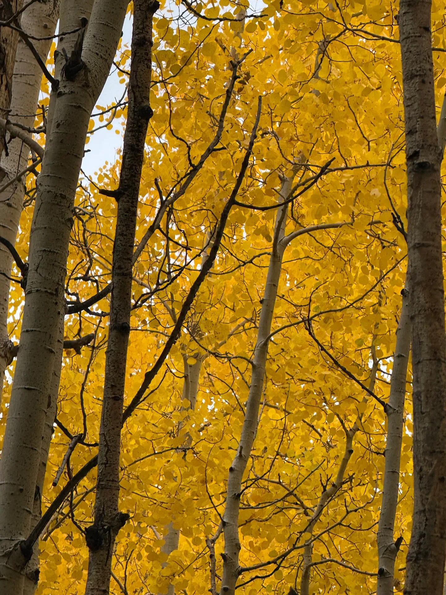 Golden aspen grove glowing with fall color at the edge of the Pine Valley forest