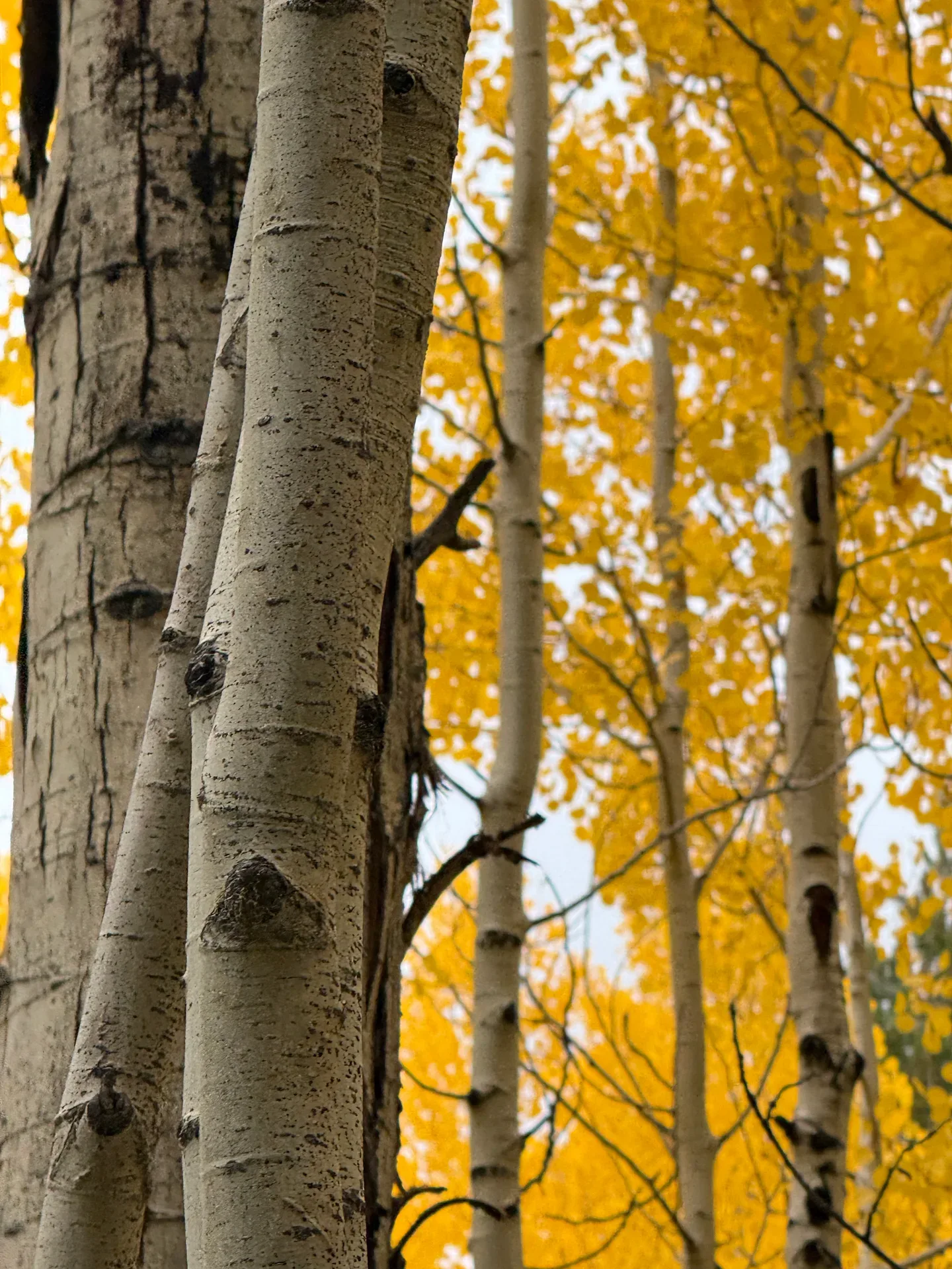 White aspen trunks rising through golden autumn foliage in a Northern Arizona grove