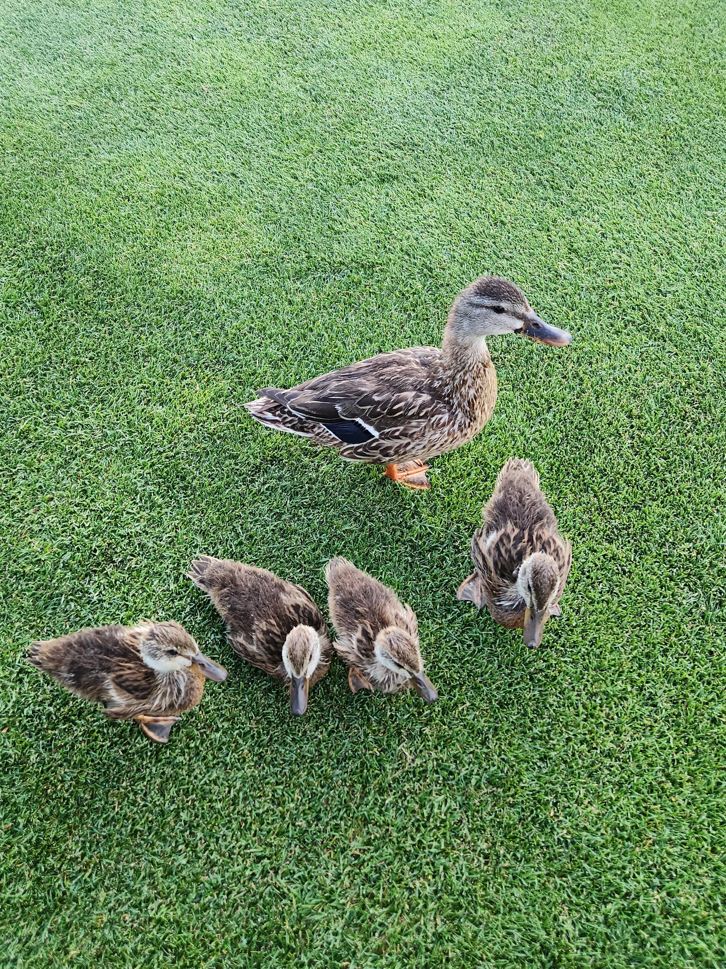 Martin's photo of a mother duck and ducklings on the grass along the water at Rhodes Ranch