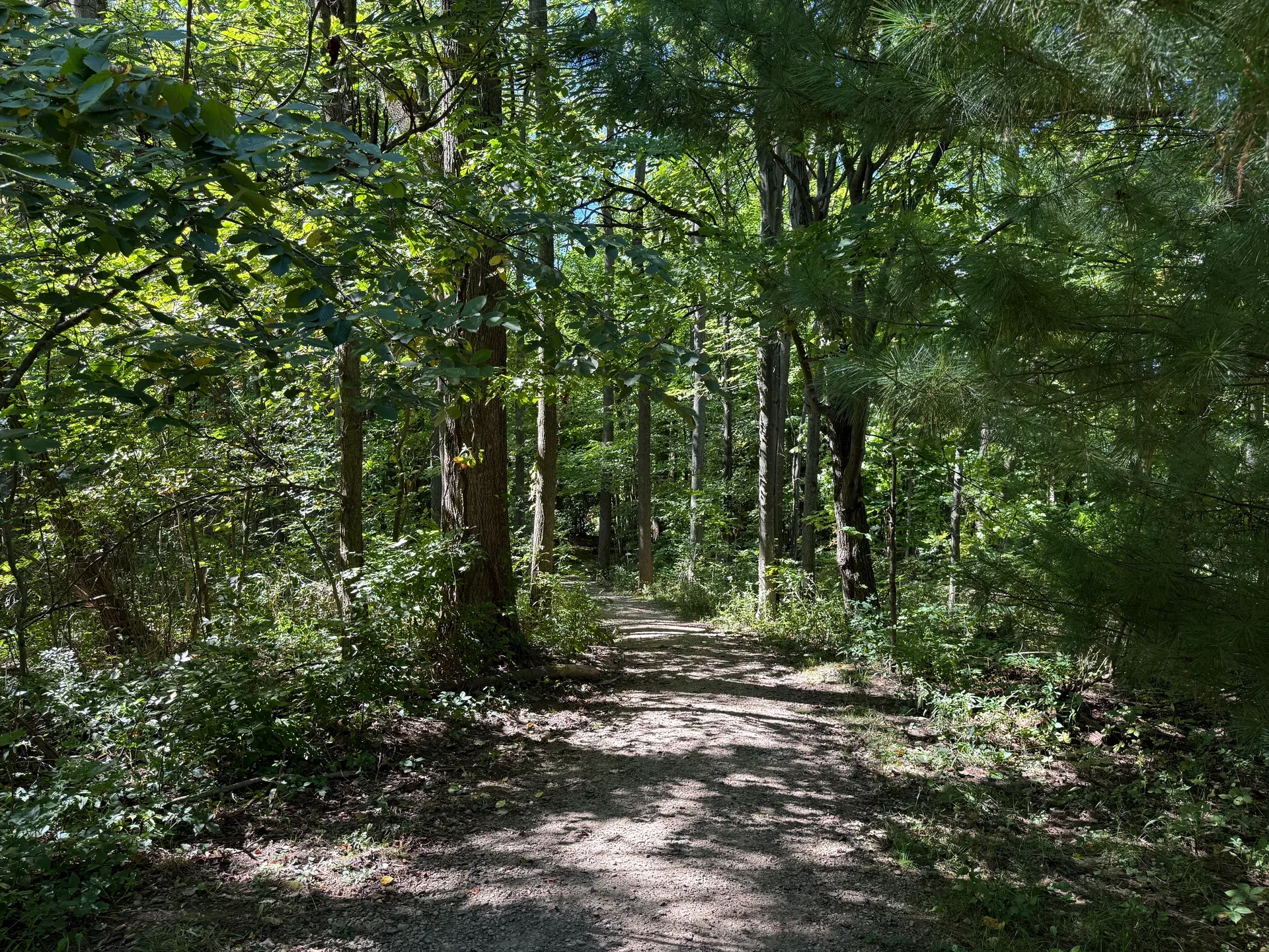 Wooded trail path through Princess Ledges Nature Preserve in Brunswick Hills, Ohio