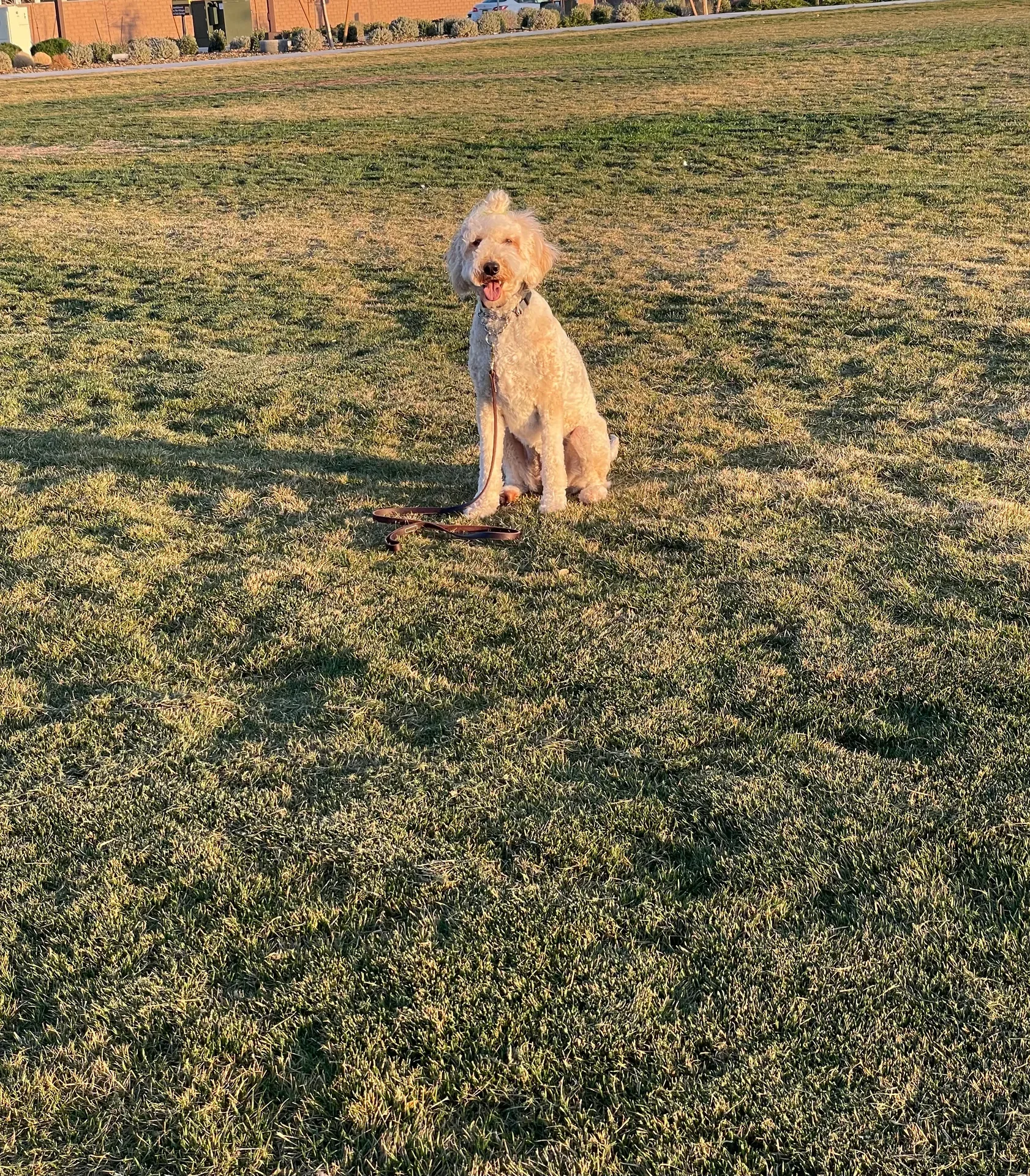 Dog-Friendly Summerlin: Parks, Patios, and Trails Your Pup Will Love