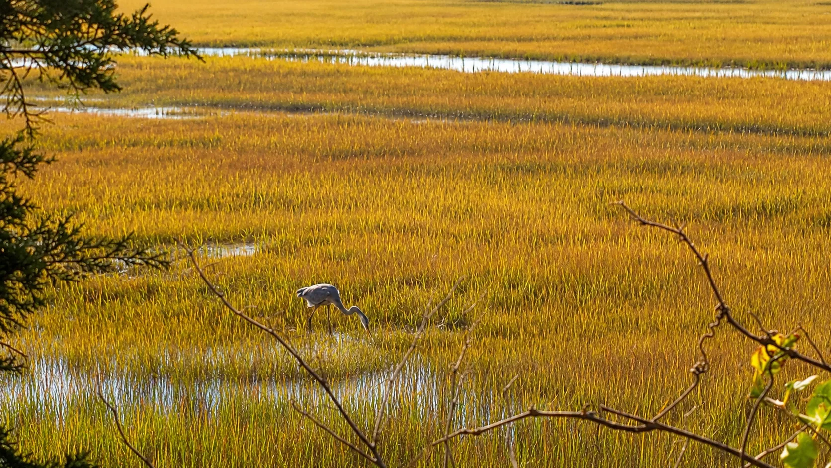 Golden marshland grasses at sunset on the North Shore in early October, the hero image for this weekend events guide
