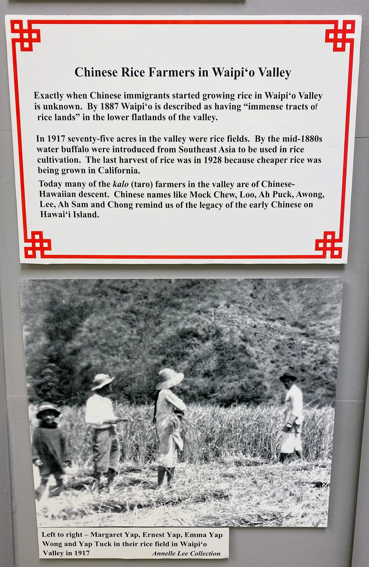 Honokaʻa Heritage Center display about Chinese rice farming in Waipiʻo Valley, with a 1917 photograph of members of the Yap family in their rice field