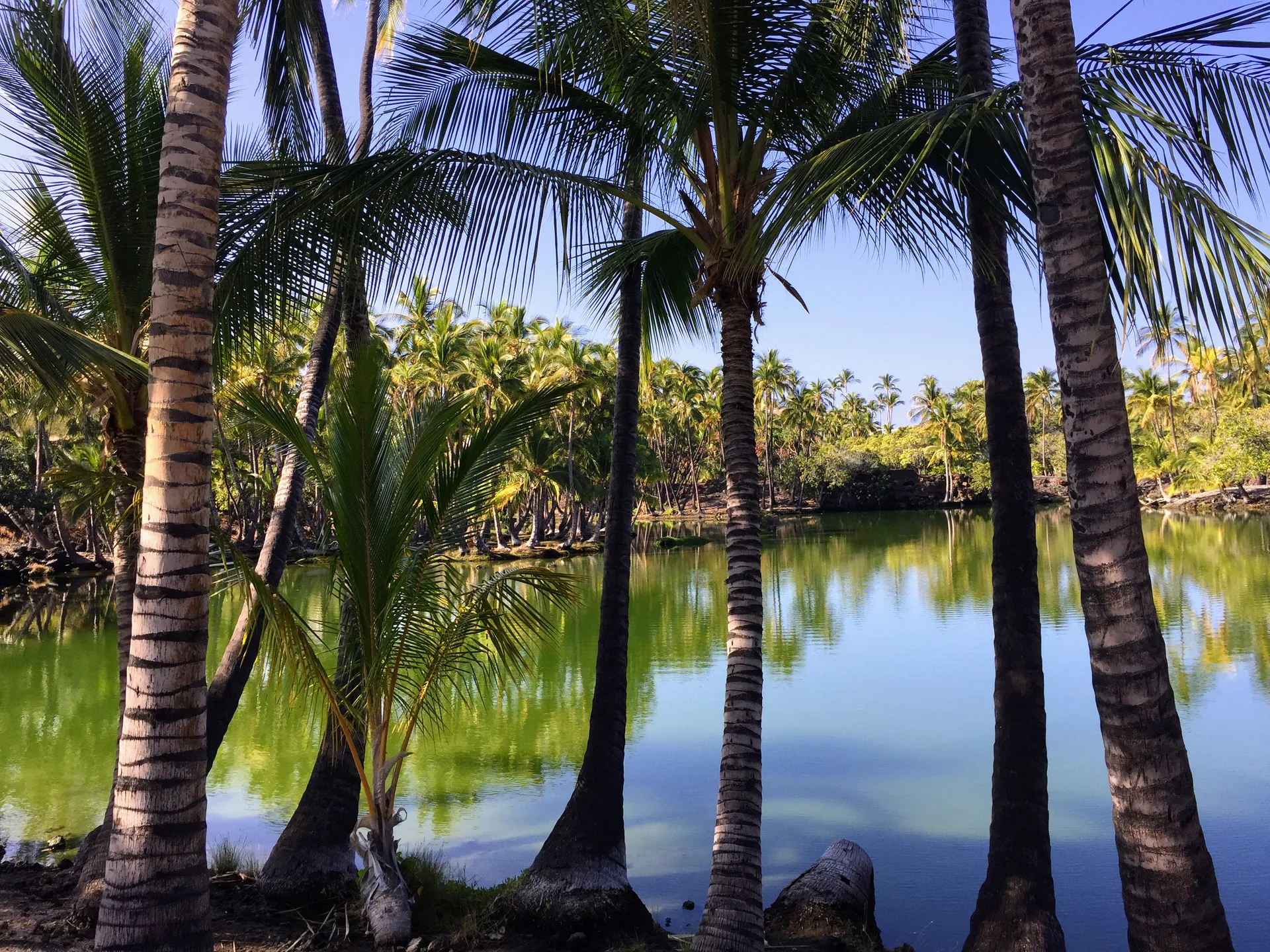 Palm trees around a calm pond at the historic fishponds at Mauna Lani