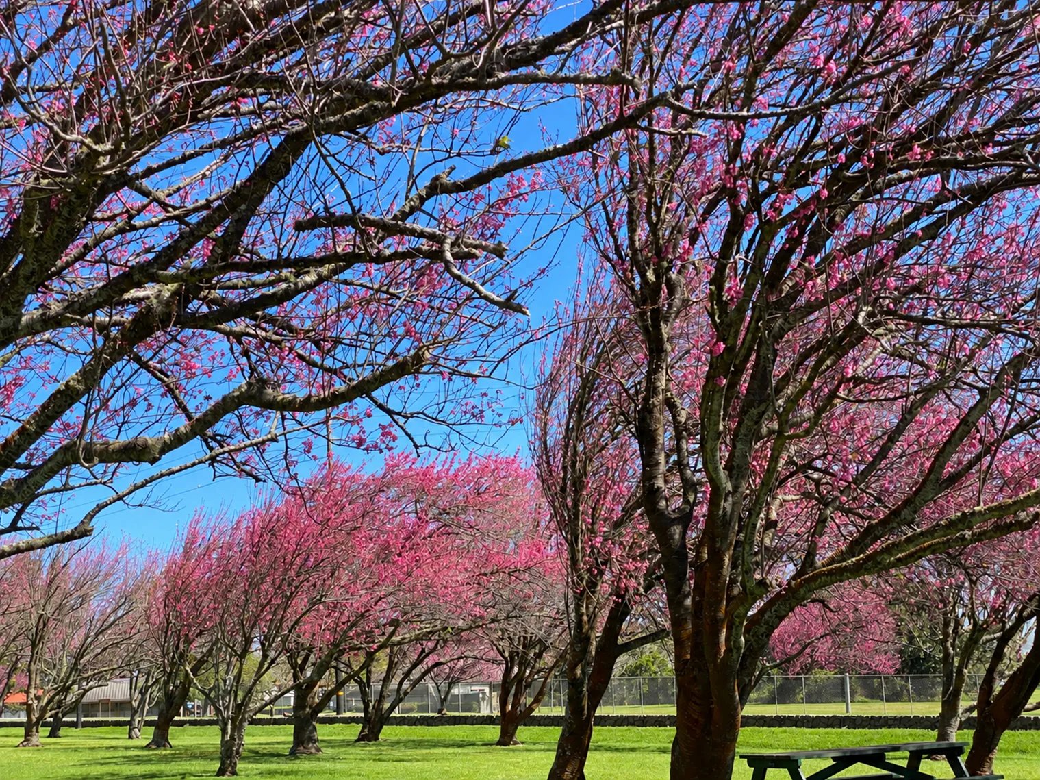 Rows of blooming pink cherry blossom trees in a Waimea orchard, with bright green grass and a clear blue sky