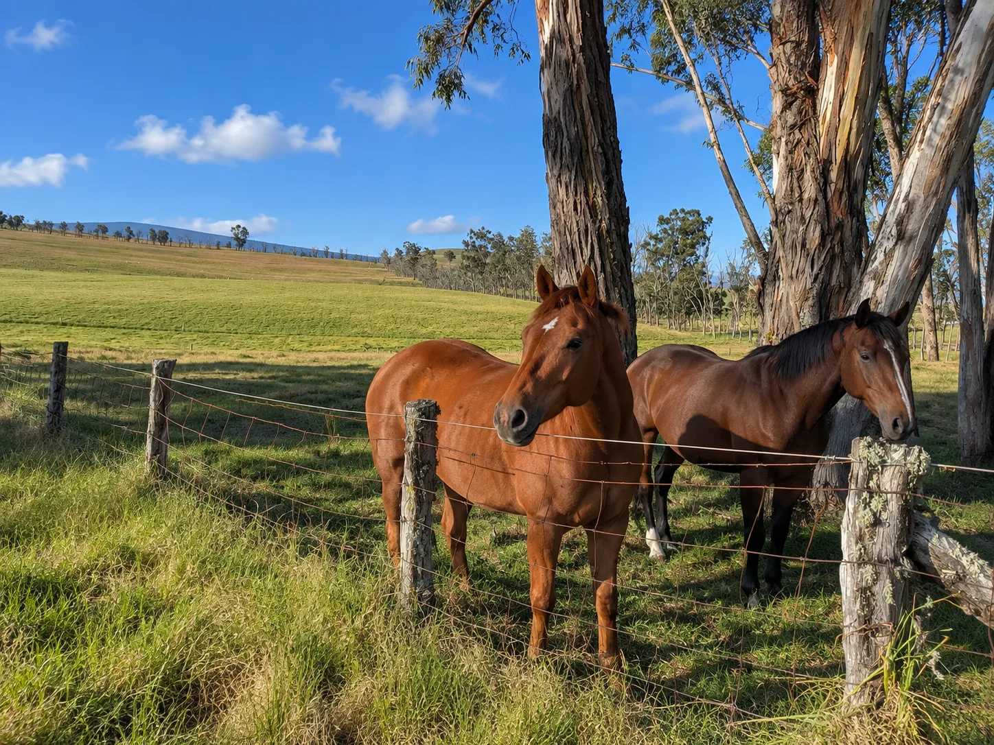 A chestnut horse and a bay horse grazing in a pasture at Waikii Ranch