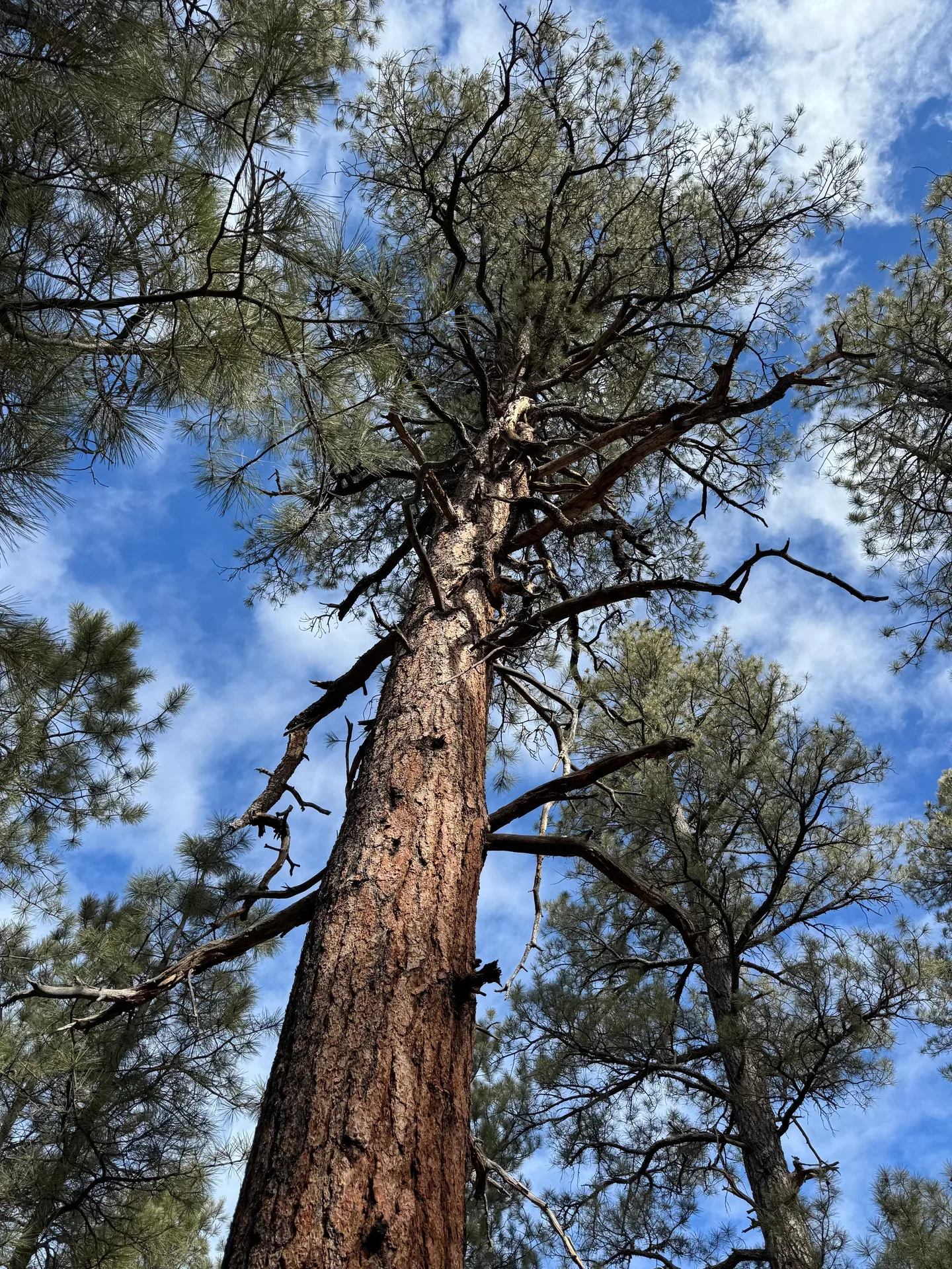 Forest context surrounding Aspen Hollow at Pine Valley