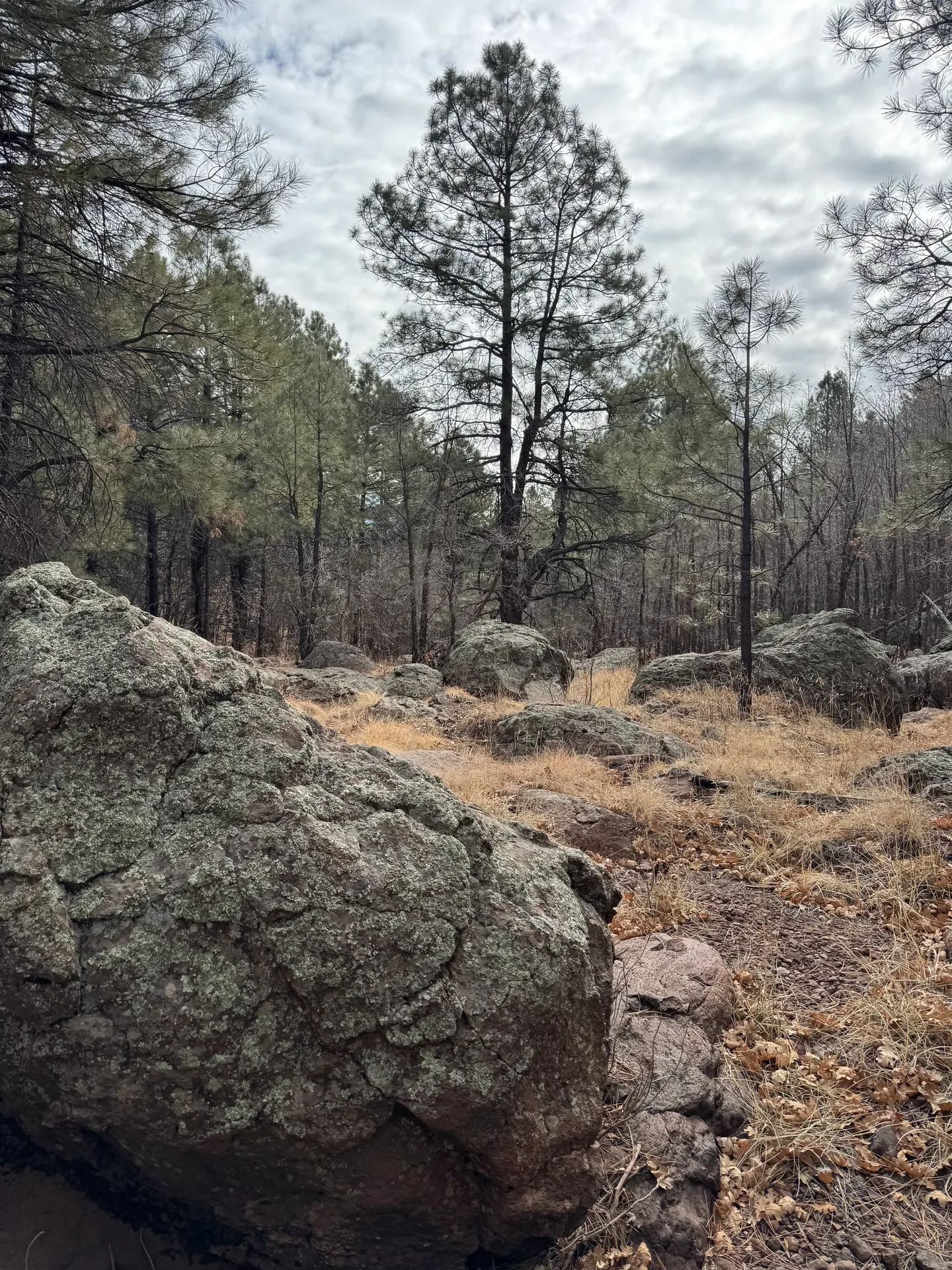 Ponderosa pines and mossy granite boulders on the wooded rocky land of Pine Valley