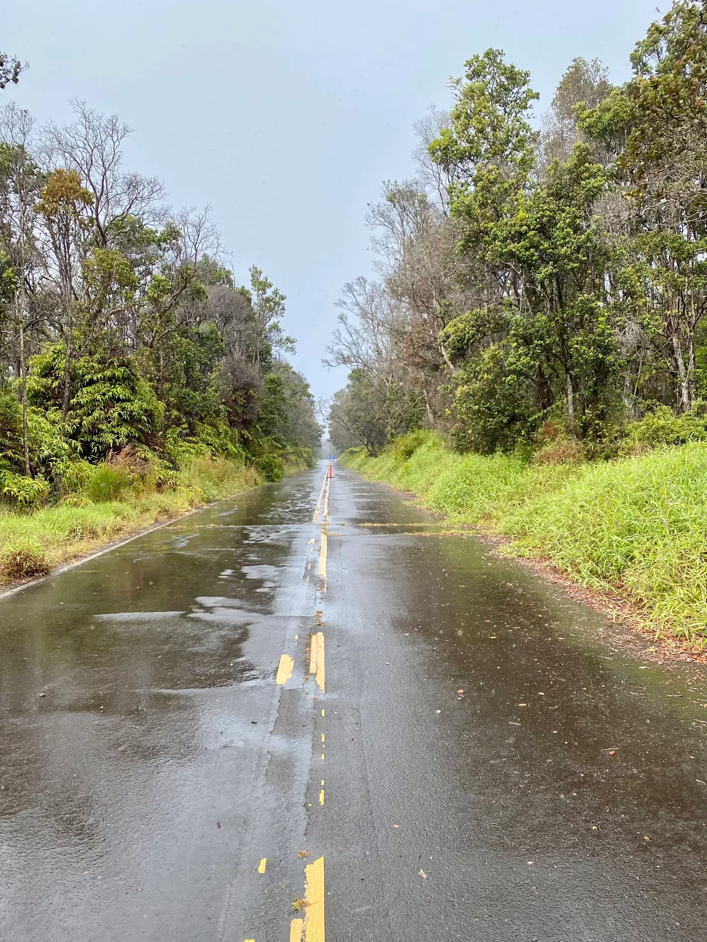 A tree-lined rural road winding through the forested landscape of Hawaiʻi Volcanoes National Park