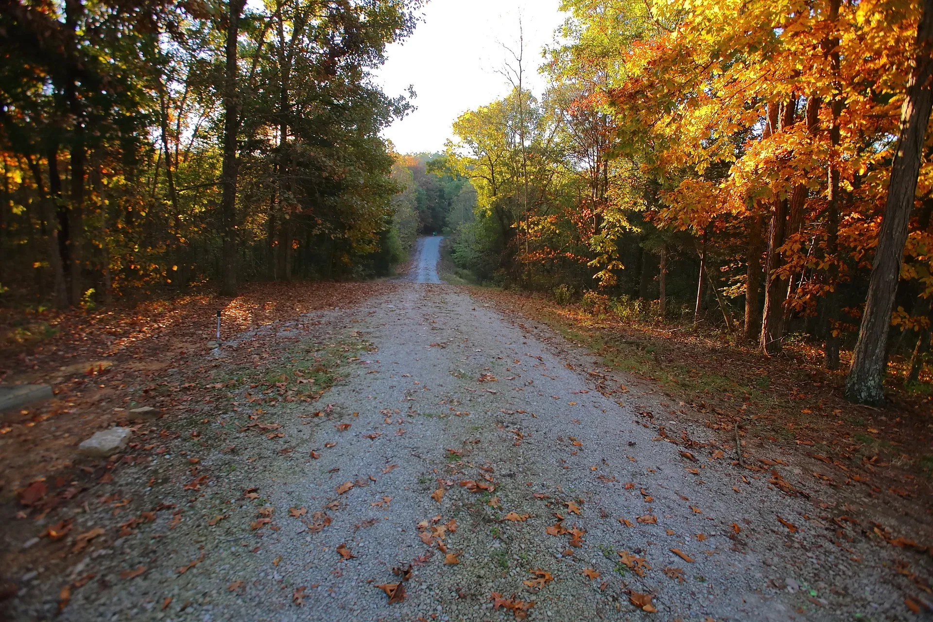 Gravel path leading into dense autumn woods