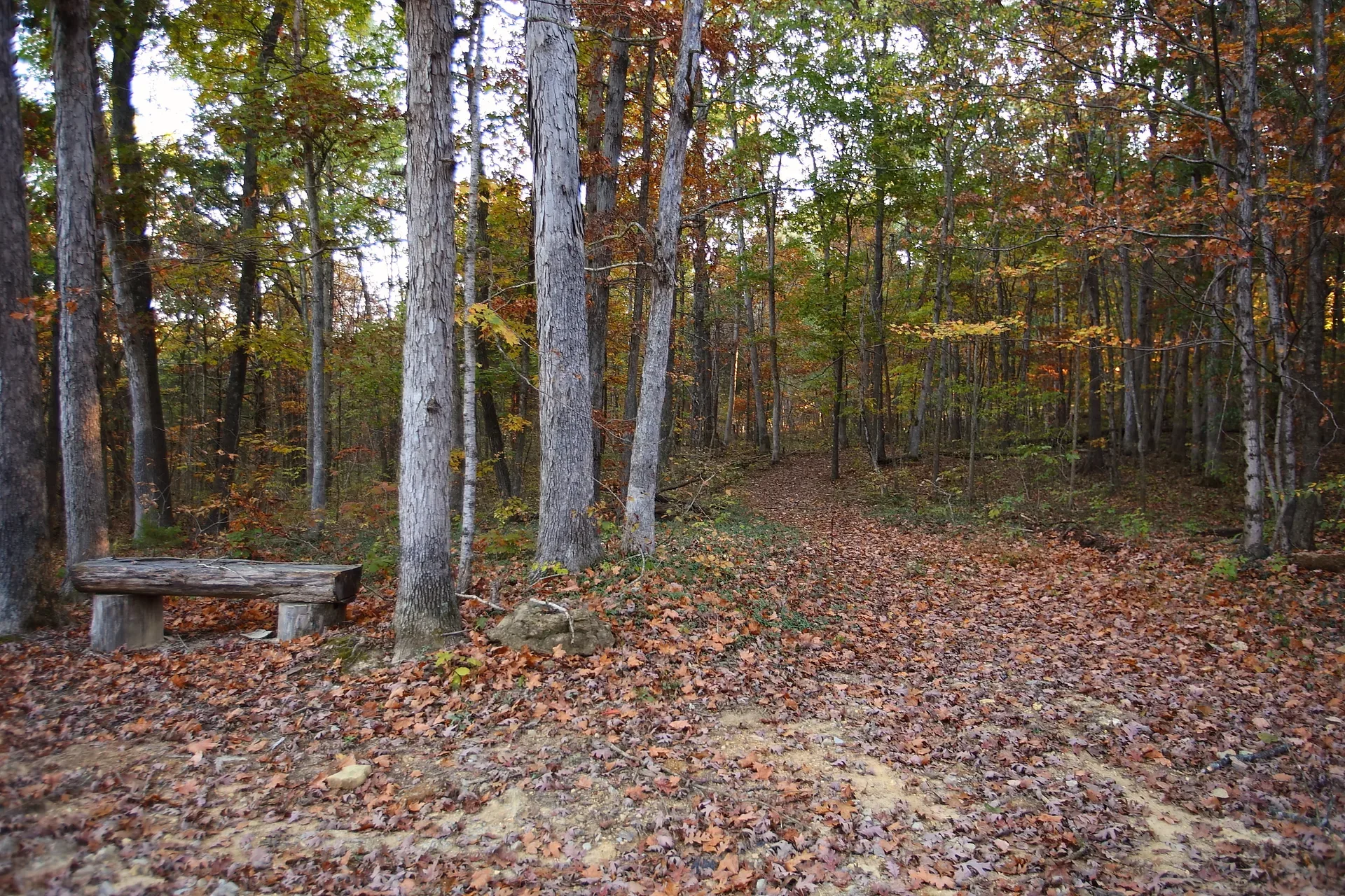 Forest walking trail with a rustic log bench and dappled light