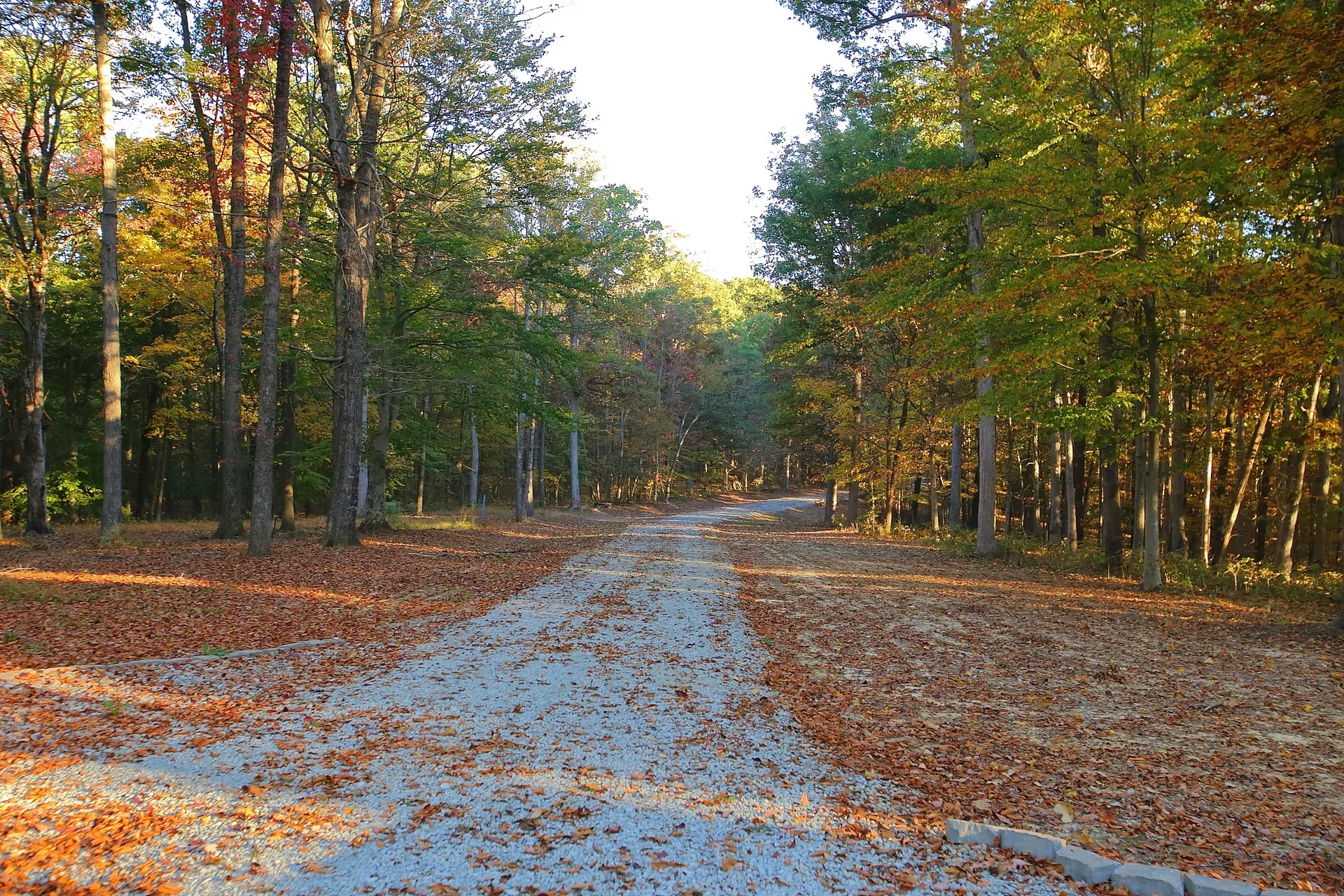 Gravel driveway leading into dense autumn forest