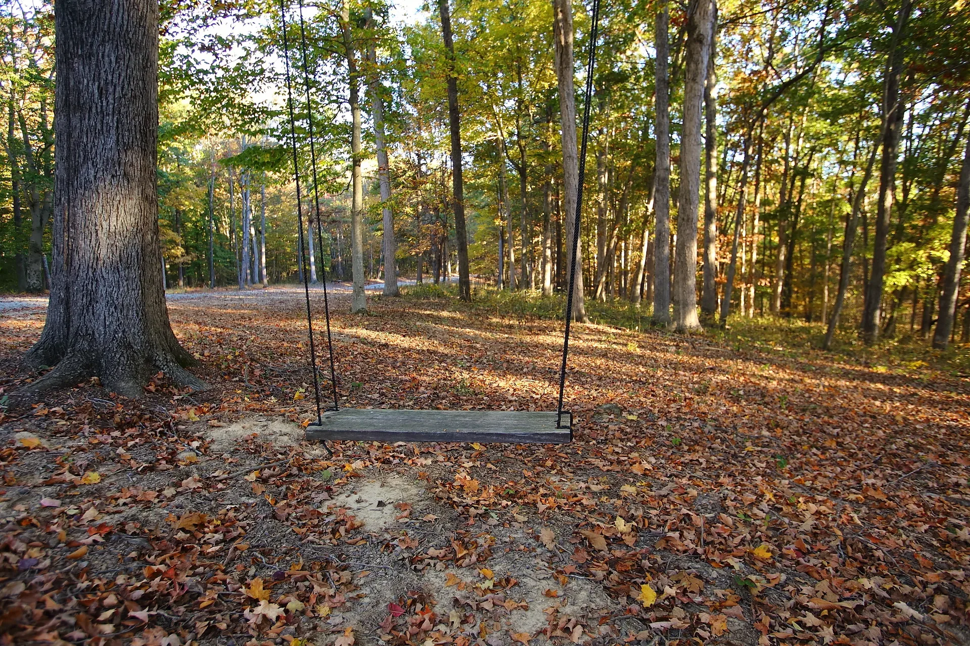 Wooden swing hanging from a tree in the autumn woods at golden hour