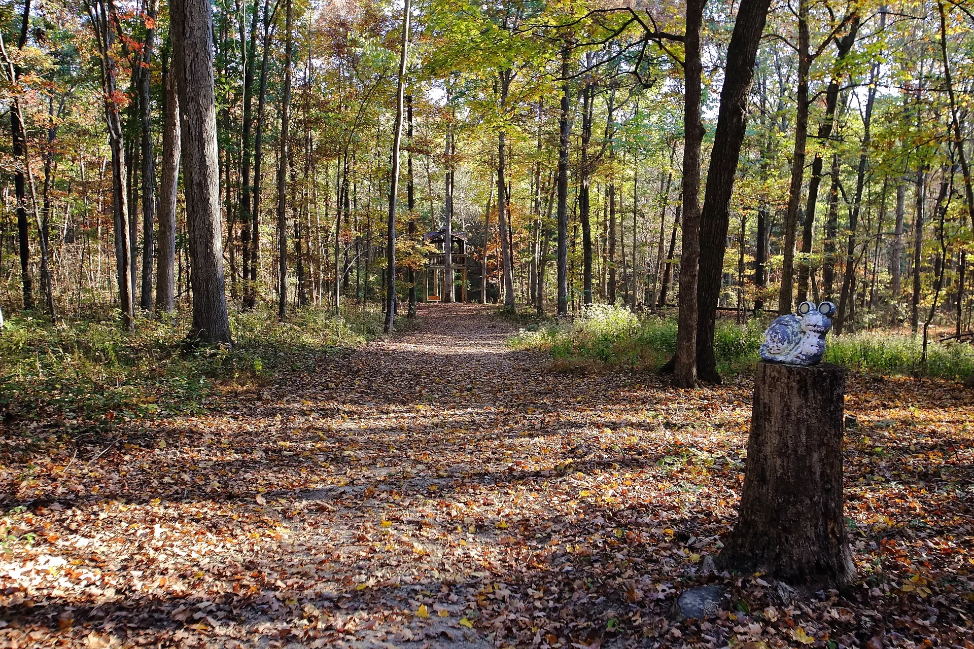 Walking path through autumn woods