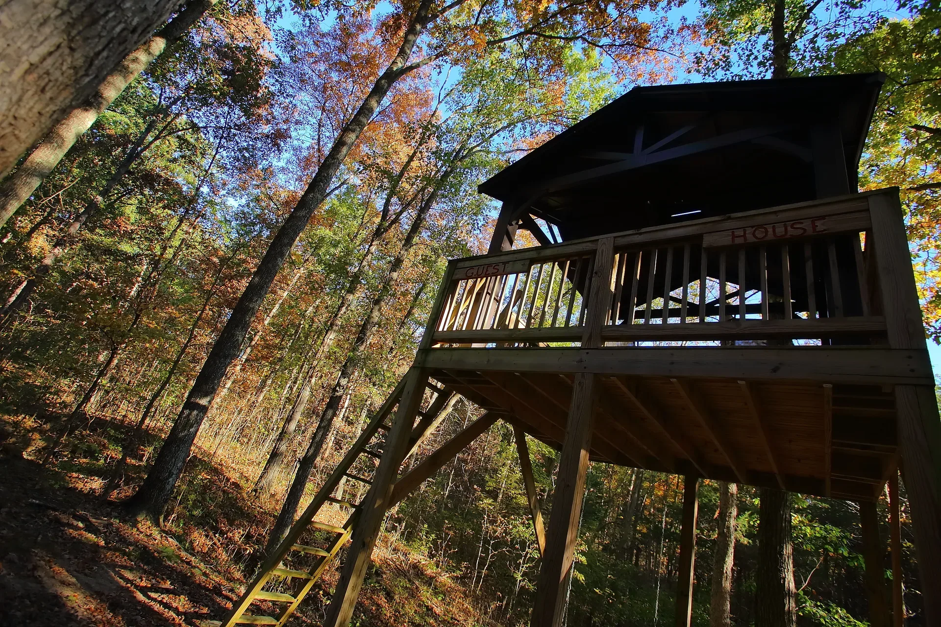 Elevated treehouse-style blind looking up into the canopy