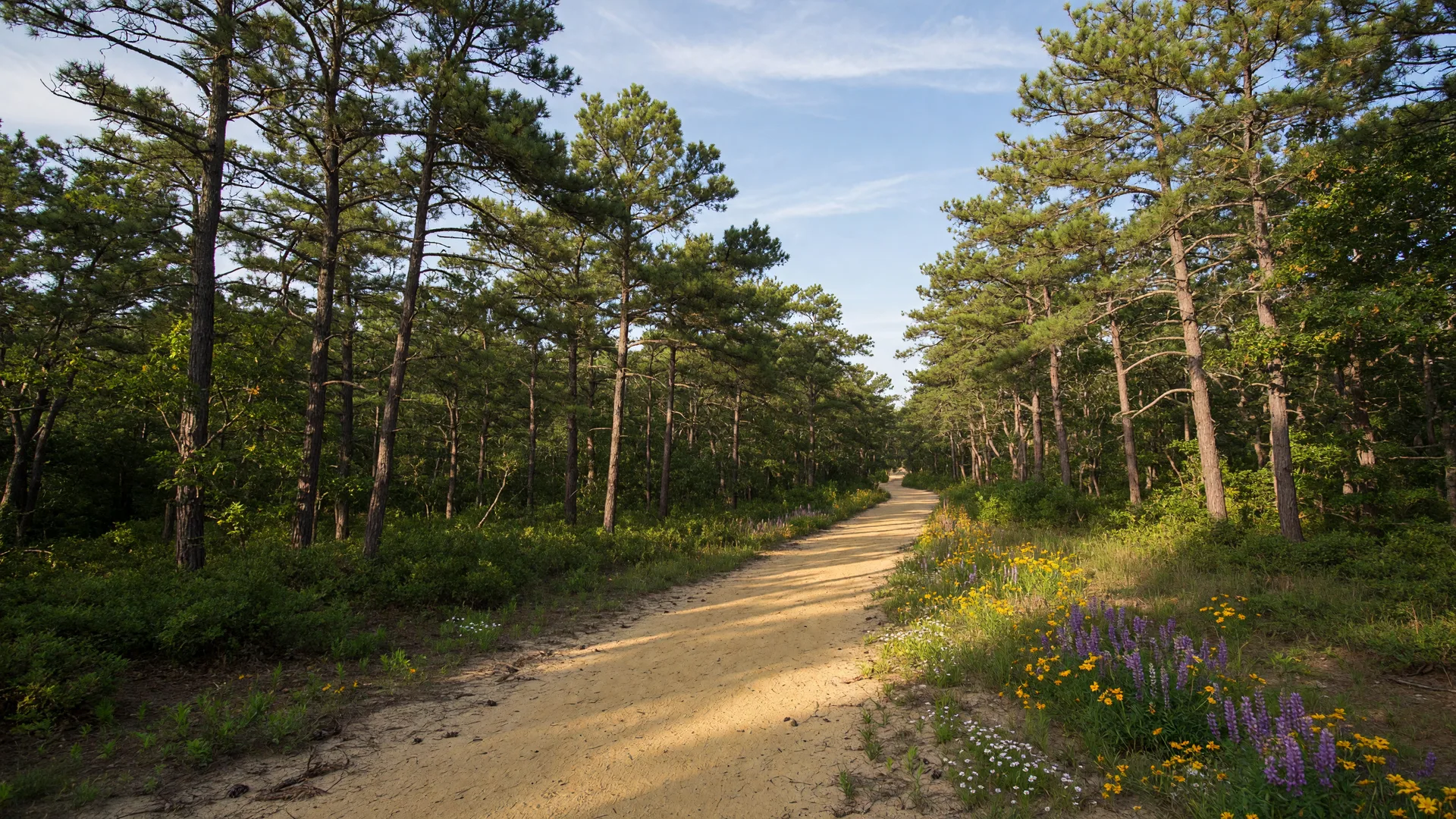 Scenic hiking trail in the South Jersey Pine Barrens with dappled sunlight