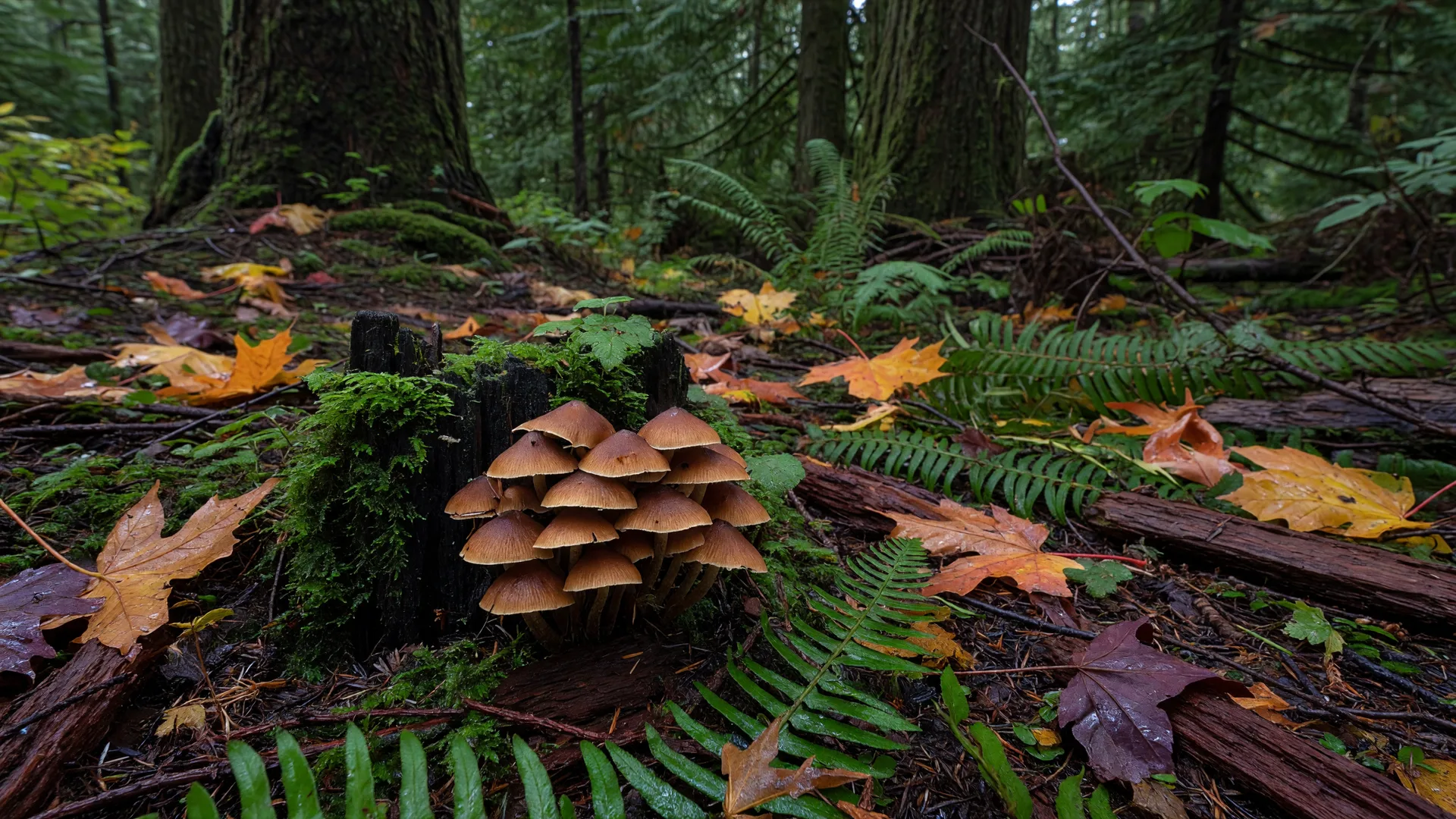 Are Wild Mushrooms Toxic to Dogs in Victoria BC?