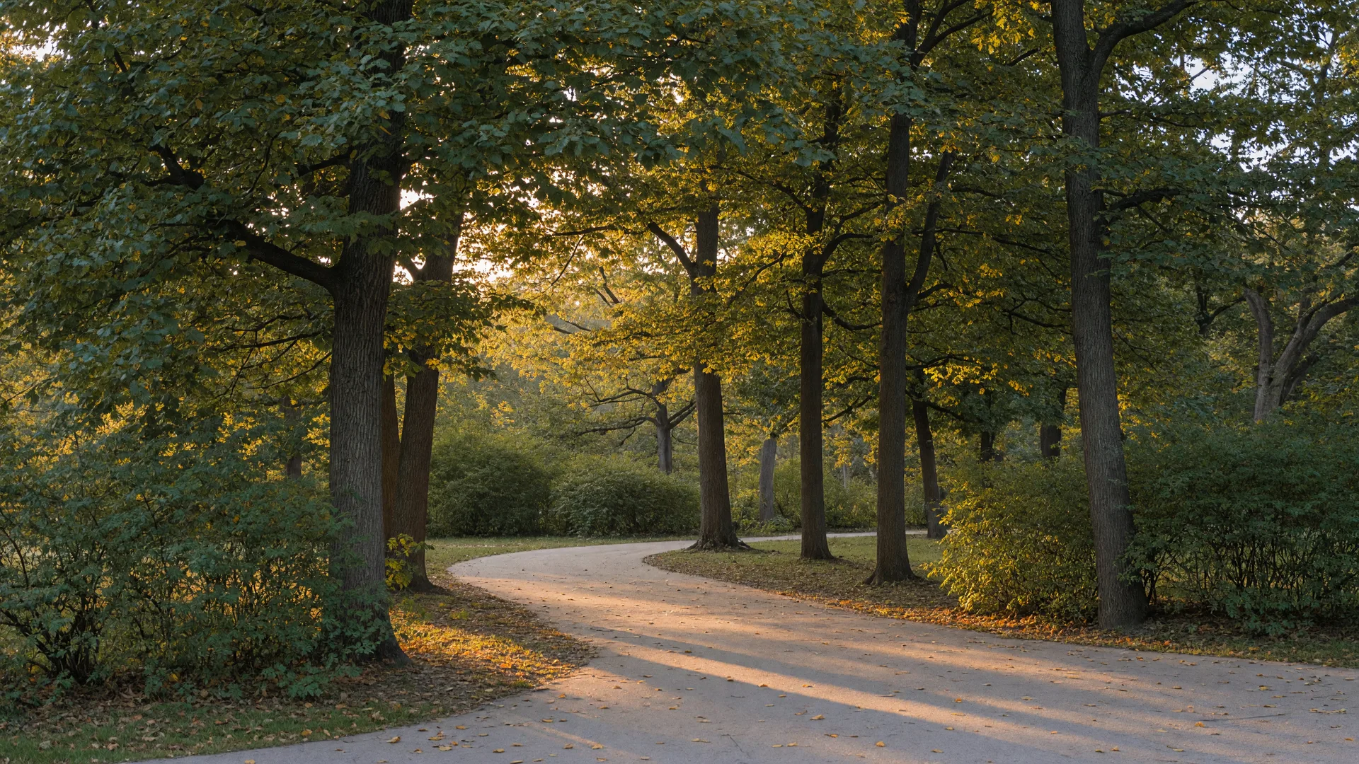 Tall trees in a quiet park with a short paved path in soft afternoon light