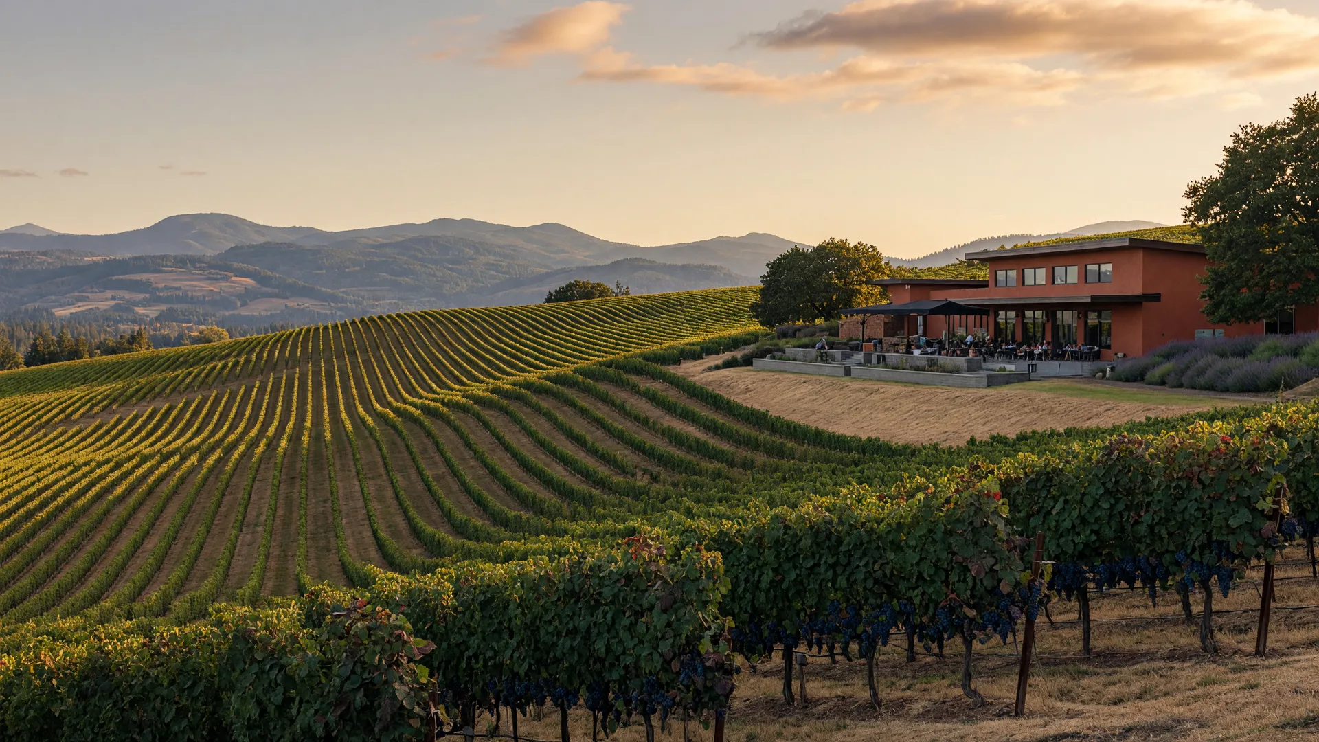 Rolling Willamette Valley vineyards at golden hour