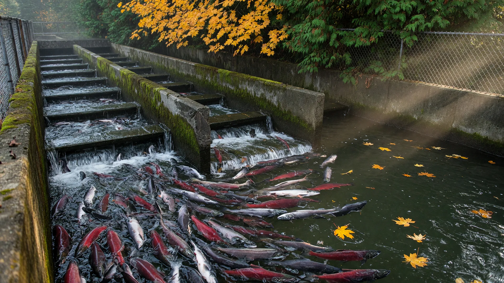 Fall salmon on the Cowlitz: watching the run at the Salkum hatchery