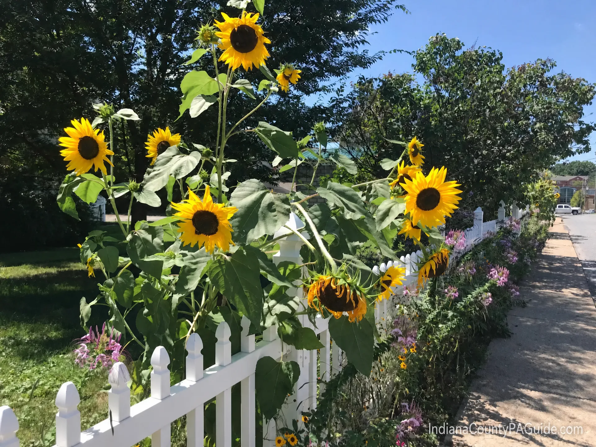 Sunflowers blooming along a charming picket fence in an Indiana County neighborhood