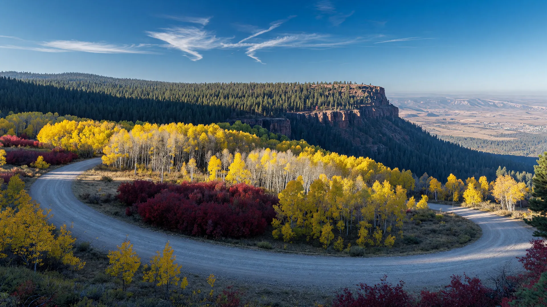 Golden aspen and crimson Gambel oak along a gravel road on the Mogollon Rim at peak fall color