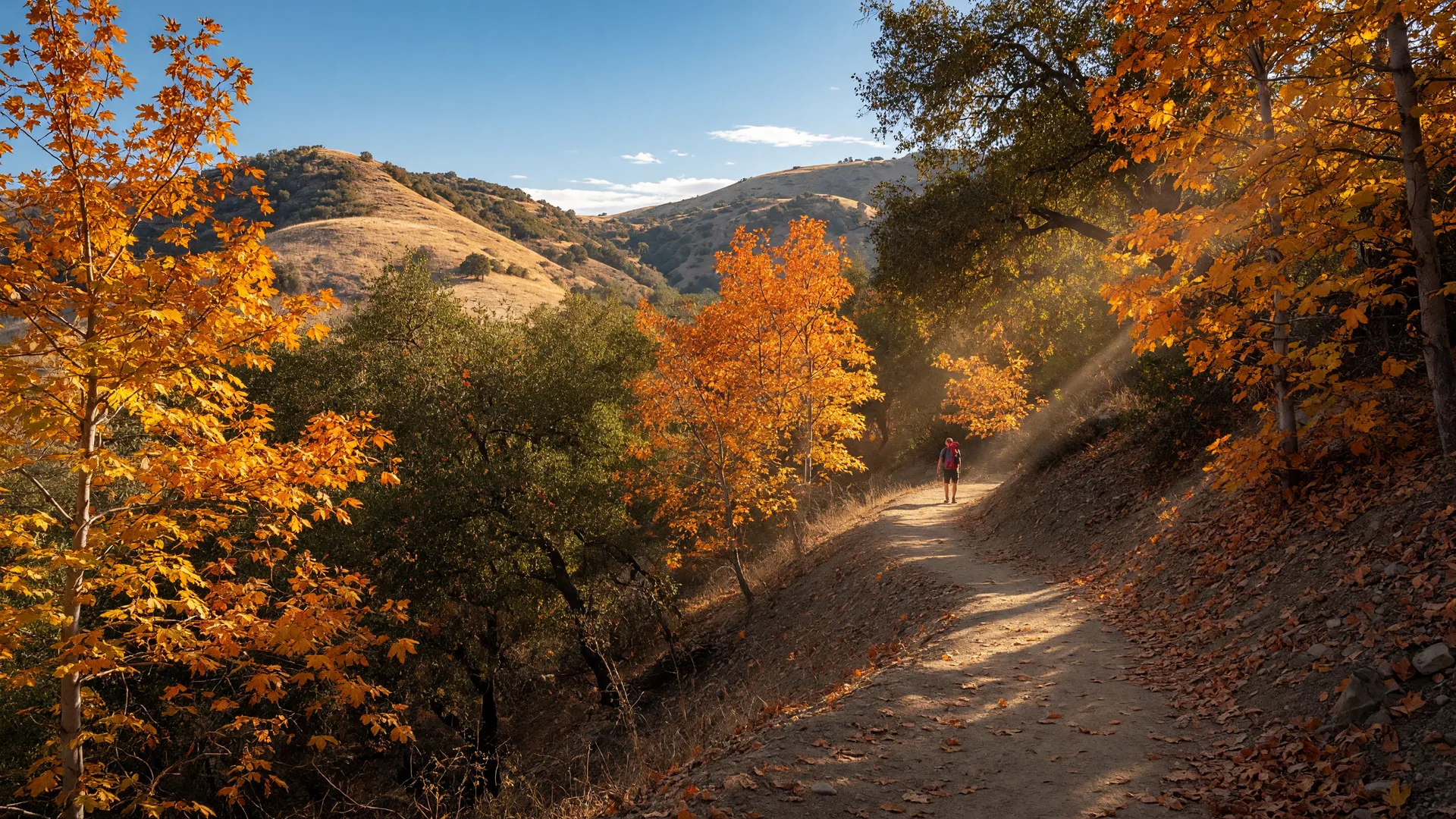 A winding autumn trail through golden bigleaf maple and oak woodland in the Santa Clarita Valley at golden hour