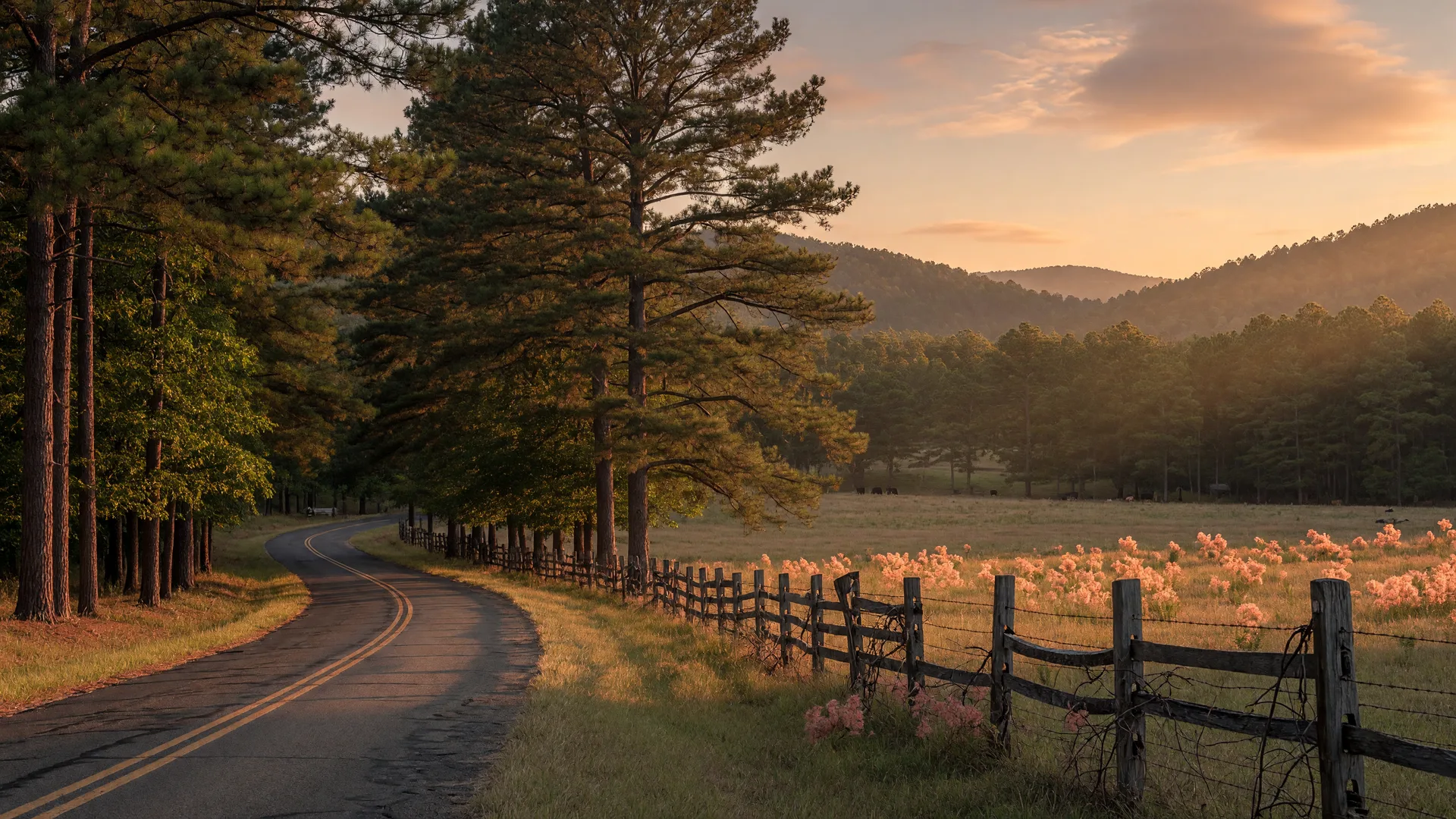Scenic rural road winding through the Piney Woods of Northeast Texas at golden hour