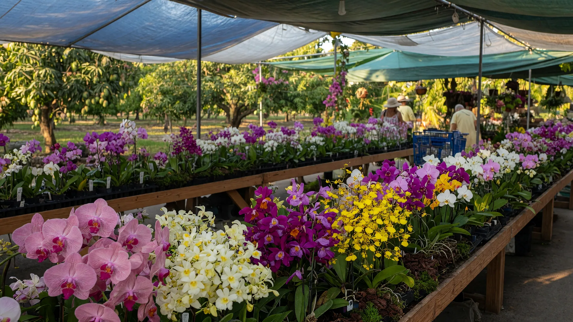 Header image for "The Redland International Orchid Festival Returns to Fruit and Spice Park"