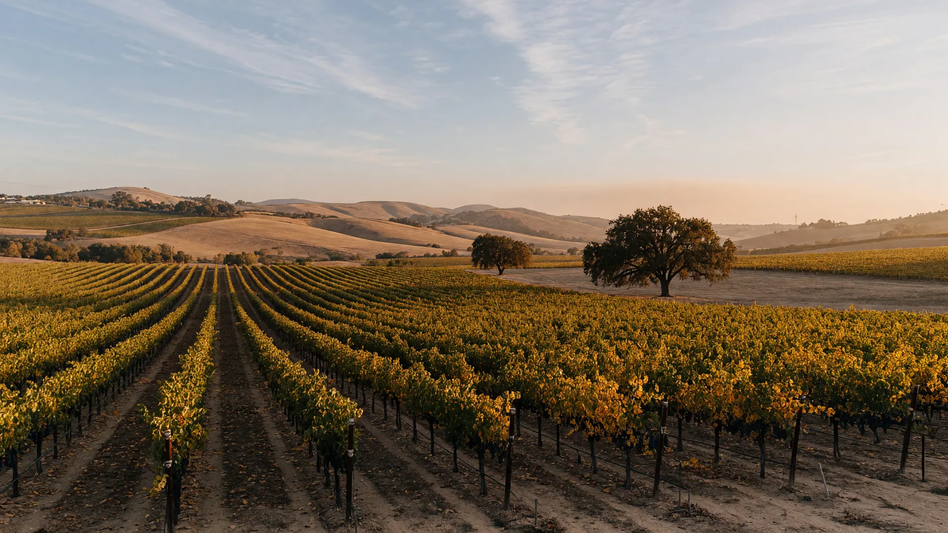 Vineyard rows in Temecula Valley wine country on a warm autumn afternoon
