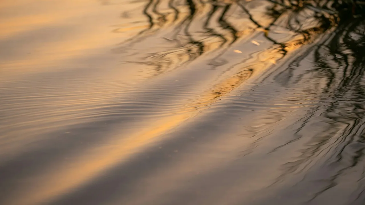 Soft golden light across a still pond surface
