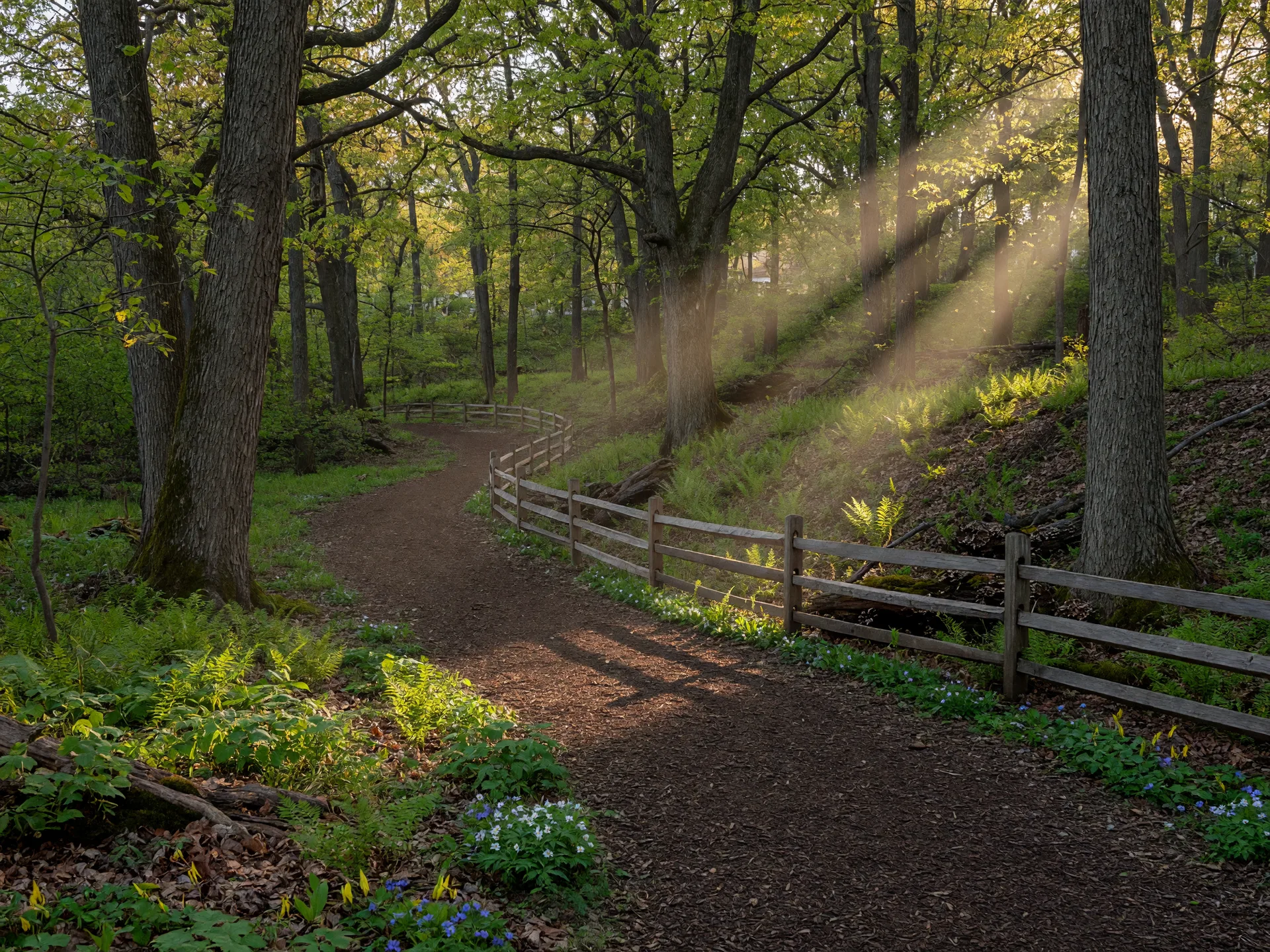 Woodland nature trail with split-rail fence near Huntingdon Valley