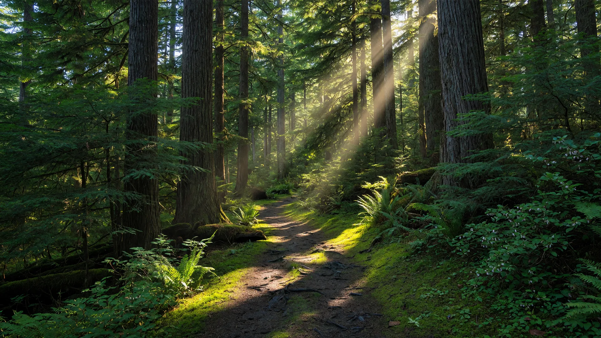 Mossy forest trail with dappled sunlight through old-growth trees in Francis King Regional Park, Victoria BC
