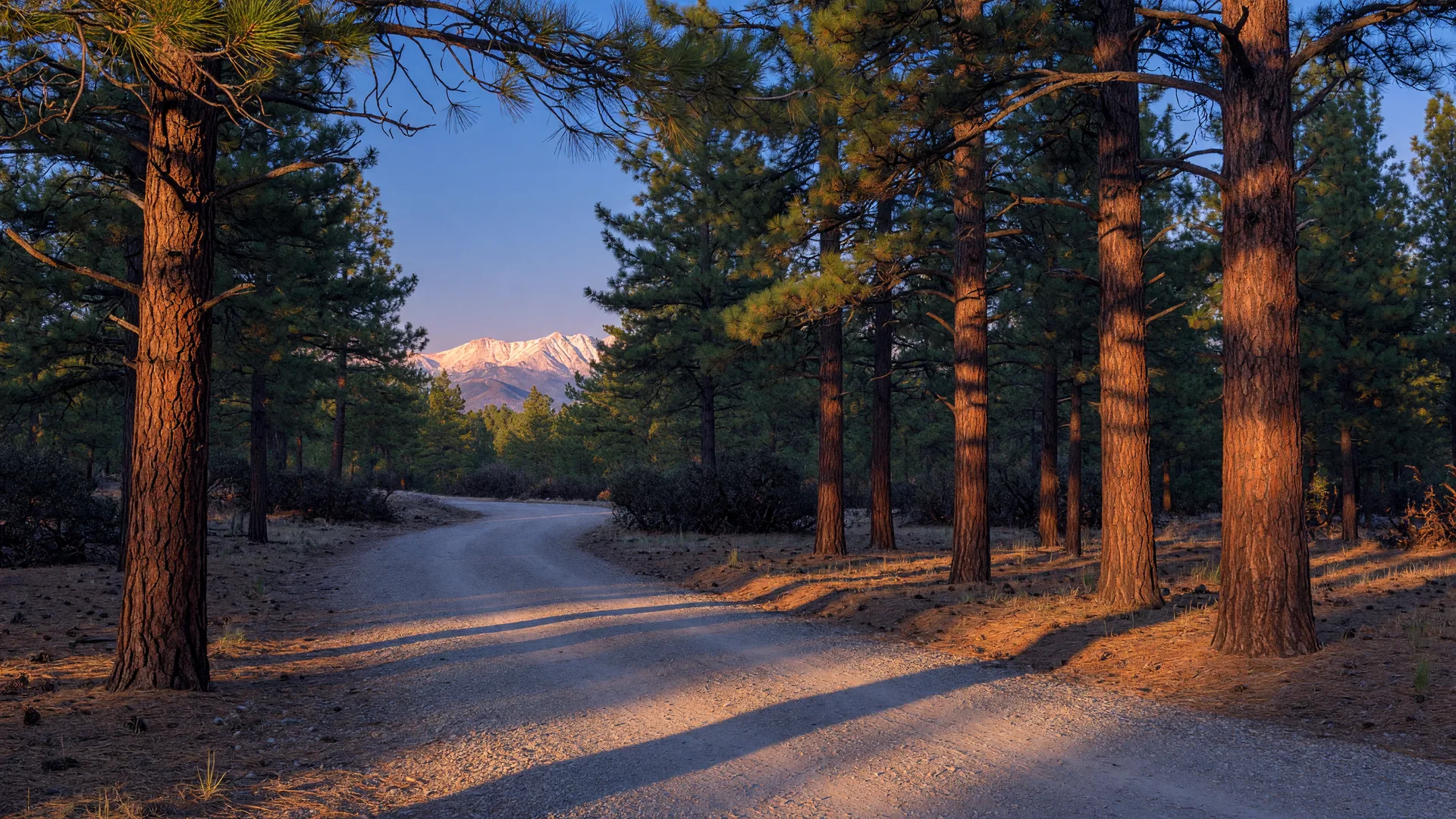 Gravel entry drive curving through tall ponderosa pines