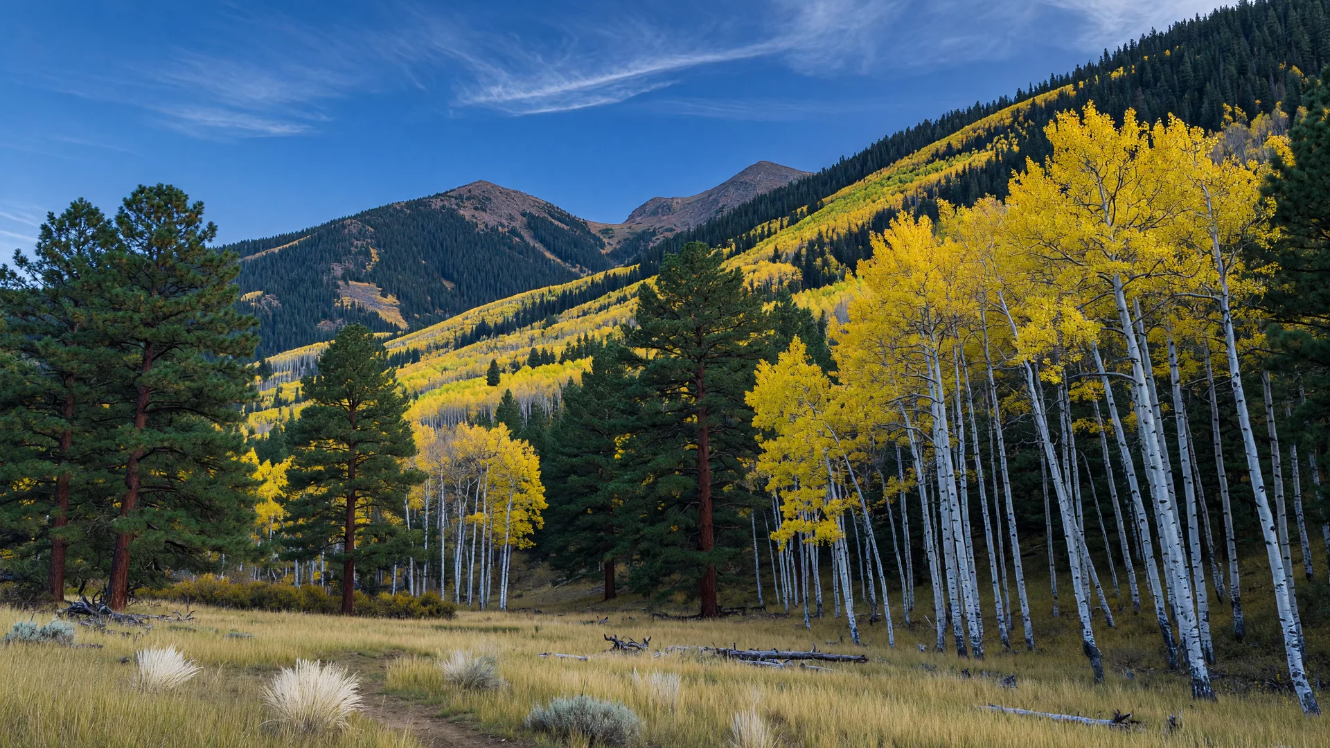 Golden aspen groves on the slopes of the San Francisco Peaks near Flagstaff Arizona in early fall