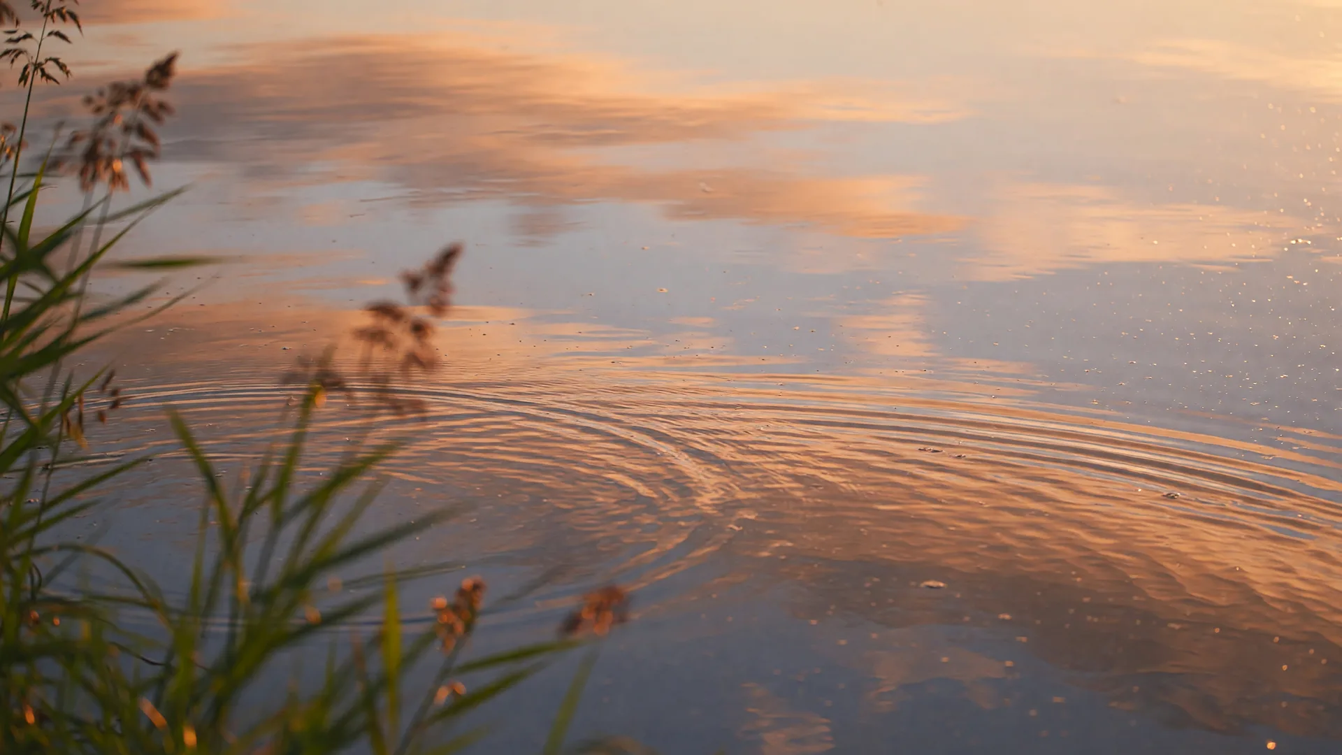 Golden light across a calm pond surface