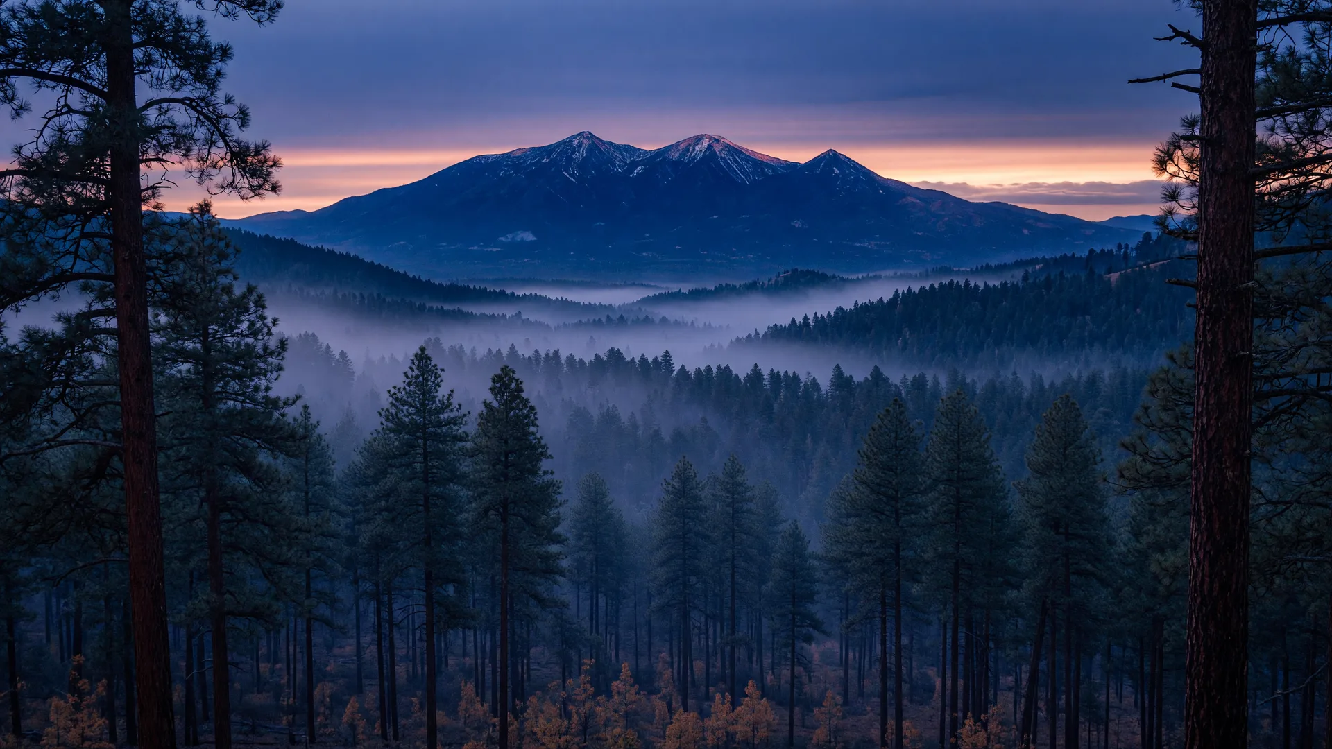 The San Francisco Peaks rising over a dark ponderosa forest at blue hour