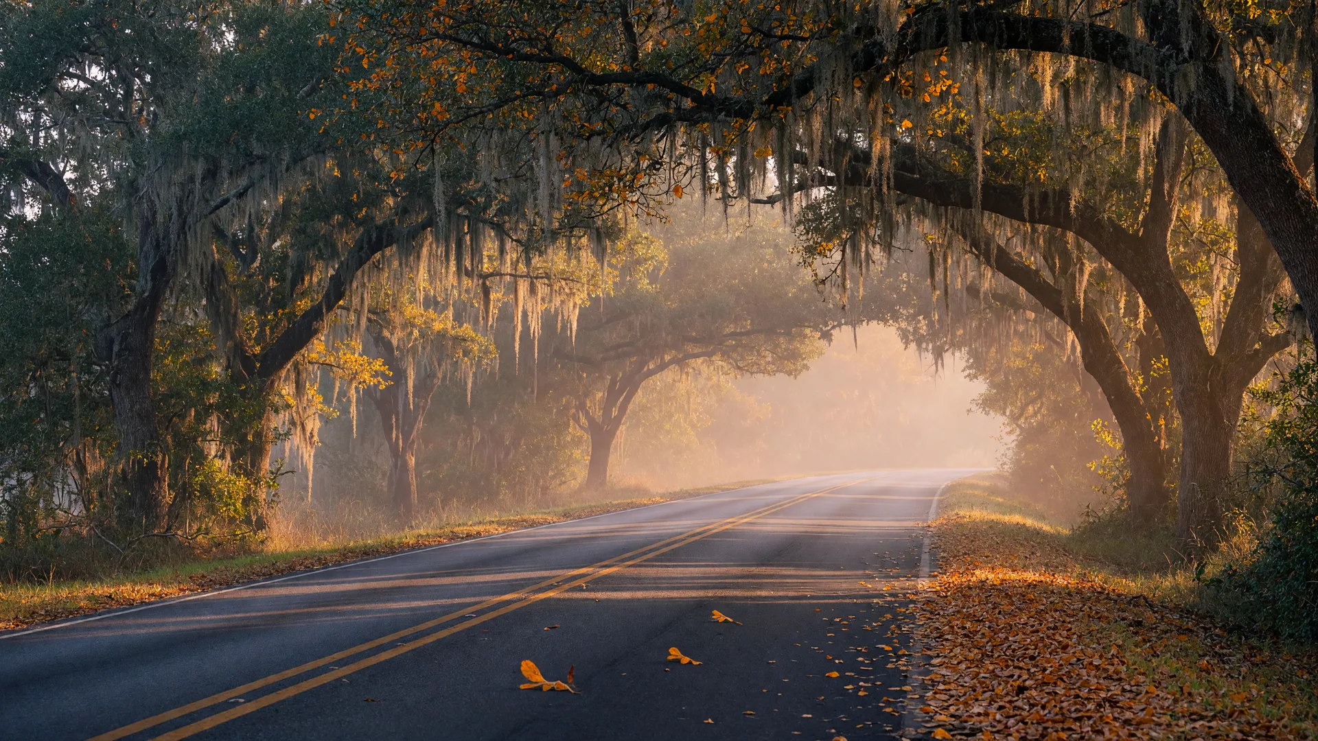 Live oaks dressed in moss and autumn gold lining a quiet road near the Mississippi Gulf Coast