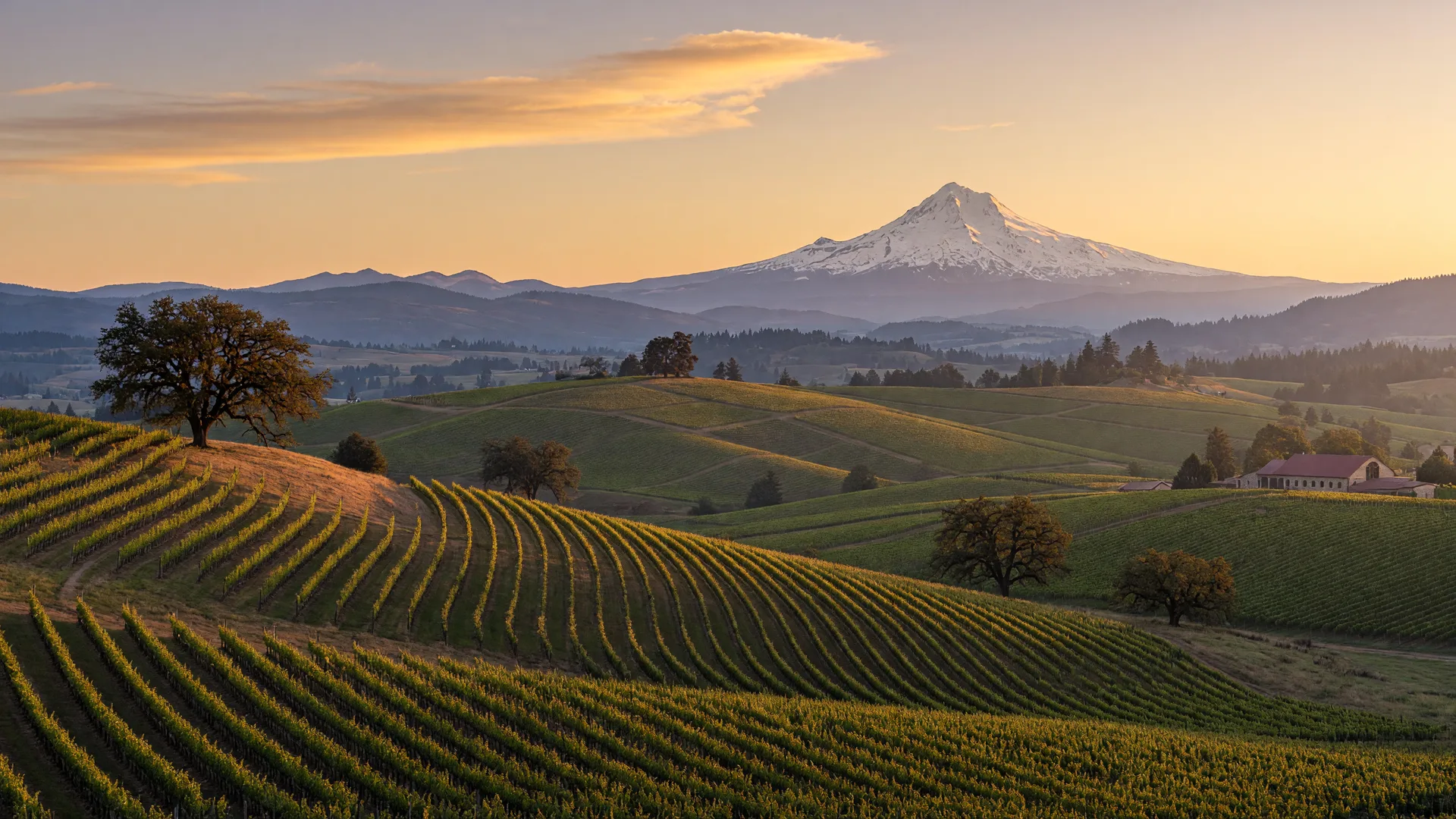 Wide panoramic view of an Oregon vineyard with the mountains in the distance