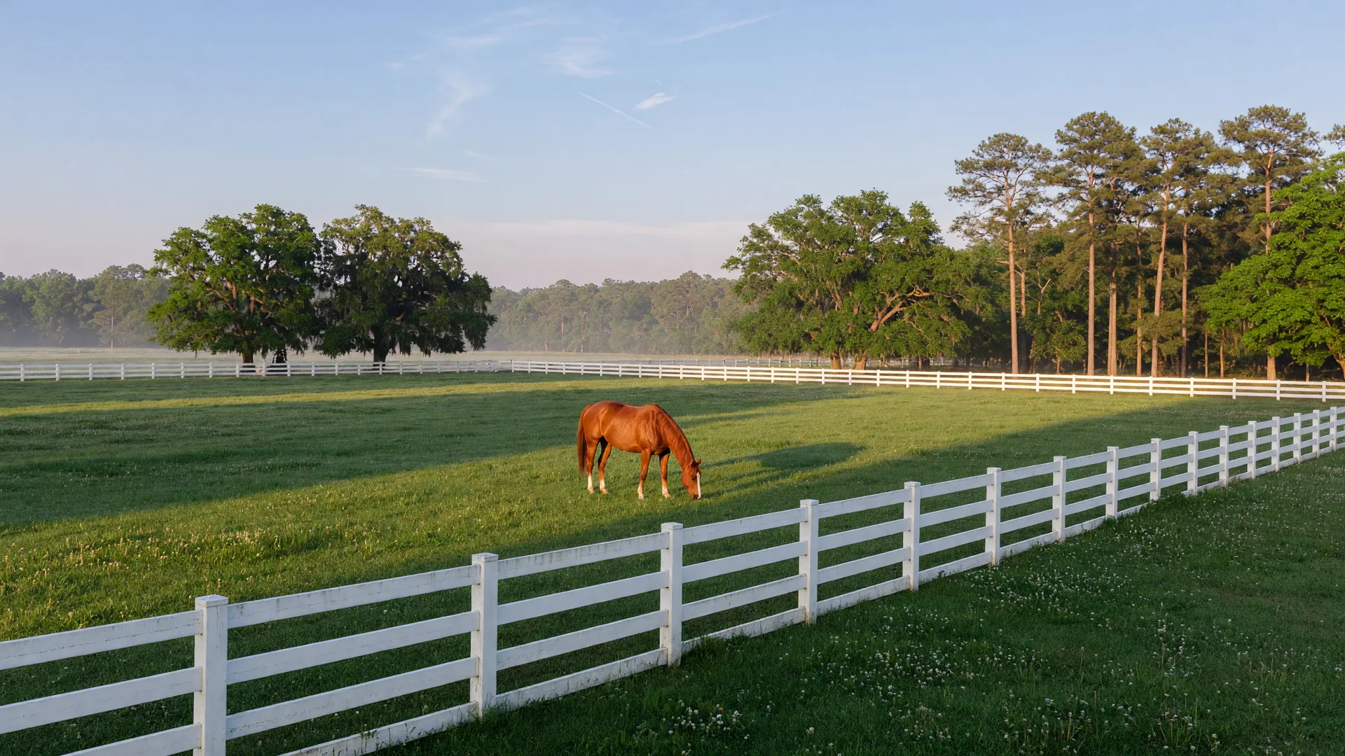 Photo: Toxic Plants on Aiken Horse Properties: A Buyer's and Owner's Guide to Pasture Safety — Aiken SC horse property