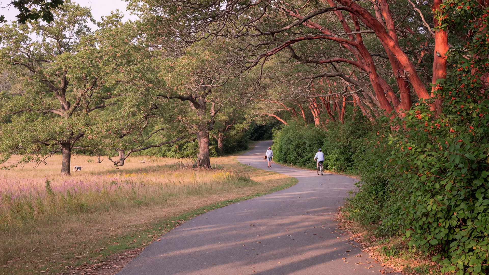 Is the Galloping Goose Trail Worth Living Near in Victoria? A Local's Guide