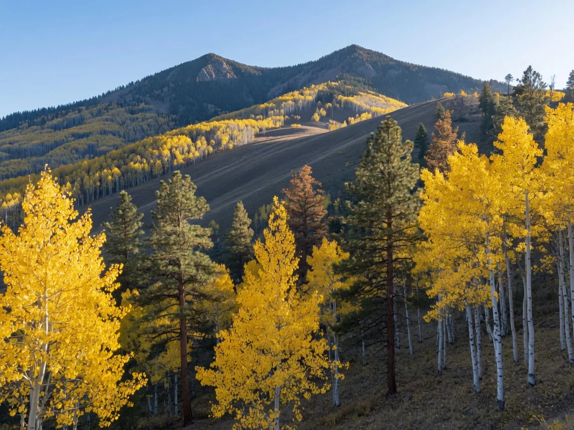 Golden aspen groves with white trunks in autumn color on the San Francisco Peaks ridgeline