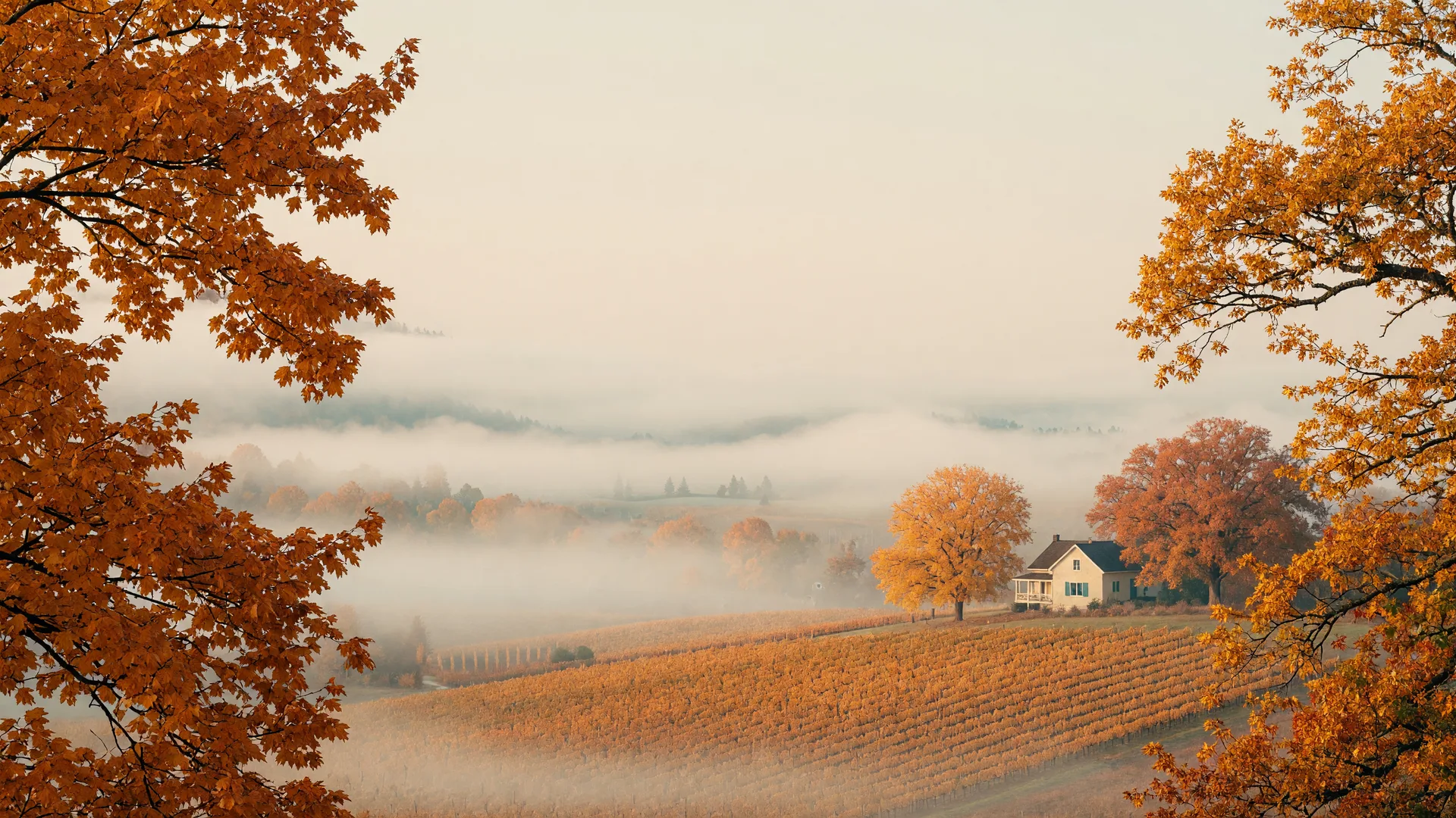 Misty Willamette Valley autumn scene with golden leaves, amber vineyards, and a cozy farmhouse